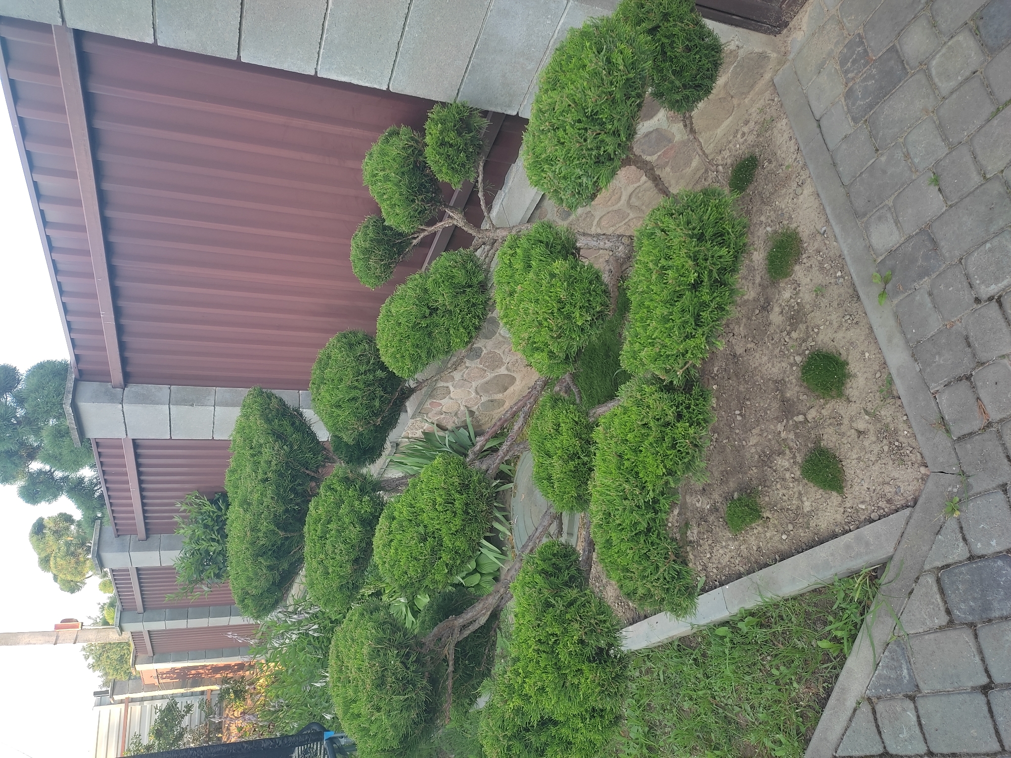 This image depicts a well-maintained garden area next to a residential property in Hrodna, Belarus. The foreground features grey interlocking pavers, forming a pathway. To the left of the pavers, a strip of green grass is visible, bordered by a concrete edge. The main subject is a meticulously sculpted evergreen shrub, possibly a juniper, with multiple rounded mounds of foliage supported by visible branches and a trunk. This sculpted shrub is planted in a bed of soil and gravel, also bordered by concrete. Behind the shrub, a low wall constructed of natural stone is visible. Further back, a tall, brown corrugated metal fence runs horizontally across the frame, supported by concrete pillars. The fence is partially obscured by more evergreen shrubs and some leafy green plants. In the background, trees can be seen, suggesting a suburban or semi-rural setting. The sky is visible at the top of the image and appears overcast or bright. There are no people or animals present in the scene. The overall impression is one of neat landscaping and property division.