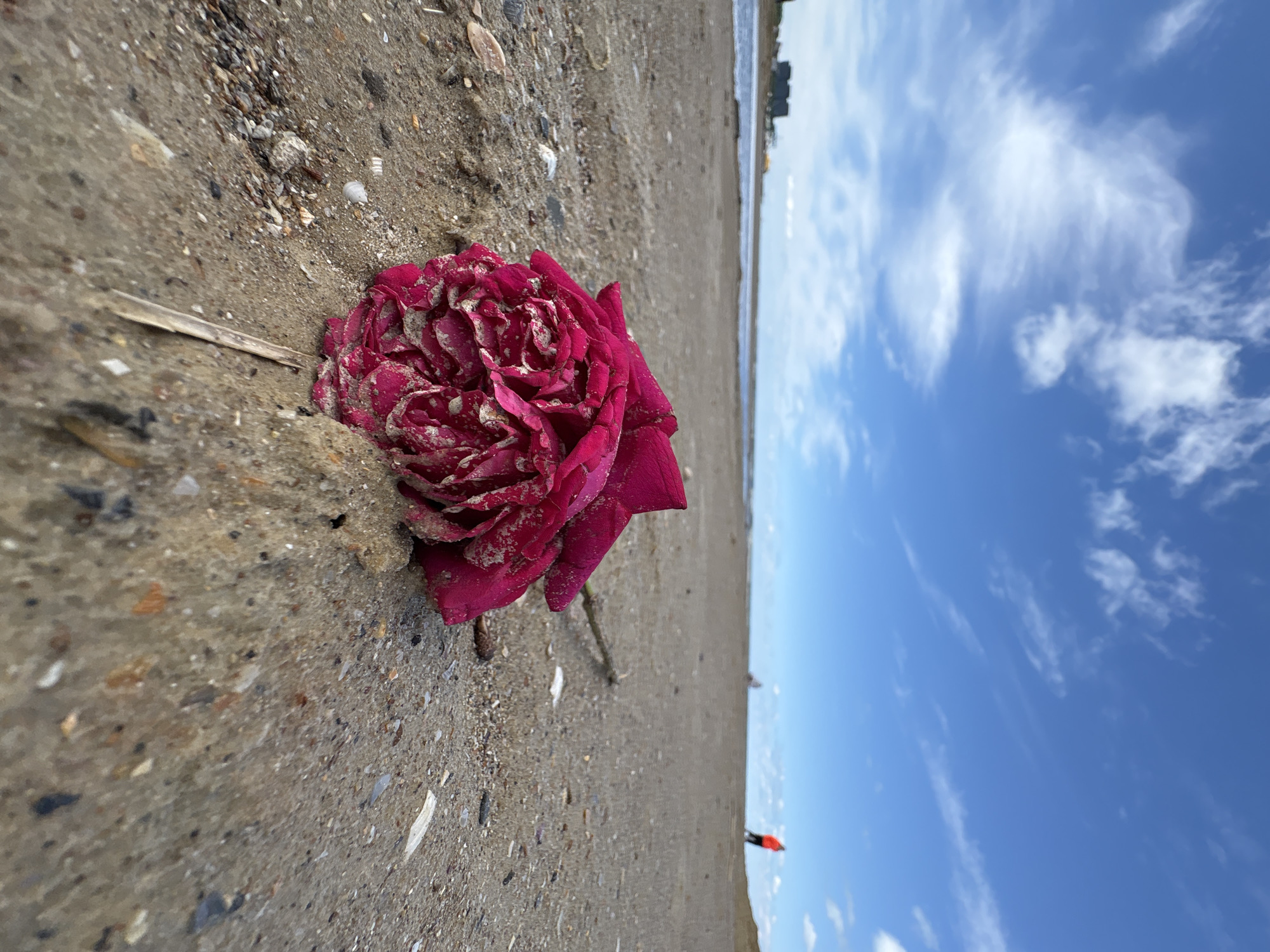 A lone, deep pink rose lies on a sandy beach in Anapa, Russia. The rose is slightly covered in sand. The beach extends horizontally into the distance, meeting the sea where small waves break. The sky is bright blue with scattered white clouds. In the distance, a building can be seen along the beach. There is a person in the distance.
