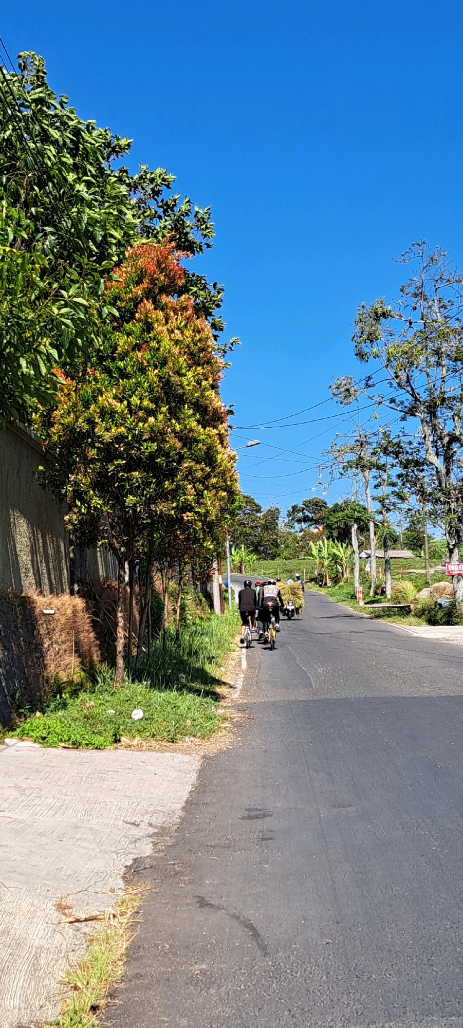 The image depicts a clear, sunny day with a bright blue sky over a paved road in Kesiman, Indonesia. On the left side of the road, a low concrete wall lines a grassy verge with several trees. One prominent tree displays a mix of green and reddish-orange foliage. To the right of the road, more trees and vegetation are visible, including what appear to be banana trees. In the distance, utility poles with wires stretch across the landscape.
On the road itself, a group of three people are riding bicycles, traveling away from the viewer. The individuals are wearing dark clothing, and their faces are not clearly visible. The lead cyclist is wearing a helmet. Behind them, a cart is being pulled by a motorcycle, laden with what appears to be hay or similar agricultural material. The road surface is asphalt and shows signs of wear, with some dark patches and lighter, rougher sections. A small white sign with red lettering is visible on the right side of the road in the distance. The overall scene suggests a rural or semi-rural setting within Kesiman.