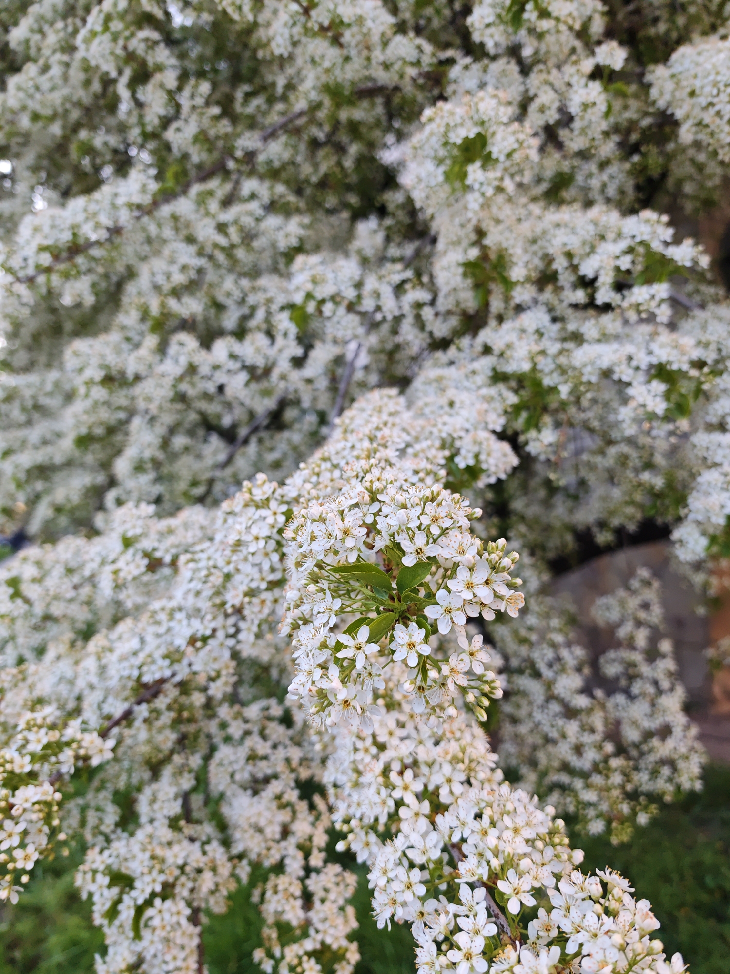 A close-up, eye-level shot captures a profusion of small, white flowers blooming on a tree branch, likely in Vinnytsia, Ukraine. The central focus is a cluster of these delicate, five-petaled blossoms, each with tiny yellow stamens, some still in bud form. These flowers are densely packed along the branch, accompanied by small, vibrant green leaves that peek through the white petals.
The background is a soft blur of countless more white blossoms, suggesting a large tree or shrub entirely covered in flowers. The depth of field highlights the nearest branch with sharp detail, while the background creates a dreamy, hazy effect of white and muted green, characteristic of spring bloom. The lighting appears soft and natural, indicating daytime, possibly with overcast skies or indirect light, which enhances the purity of the white flowers. There is no visible text or human activity. The image conveys a serene and abundant natural scene, typical of springtime.