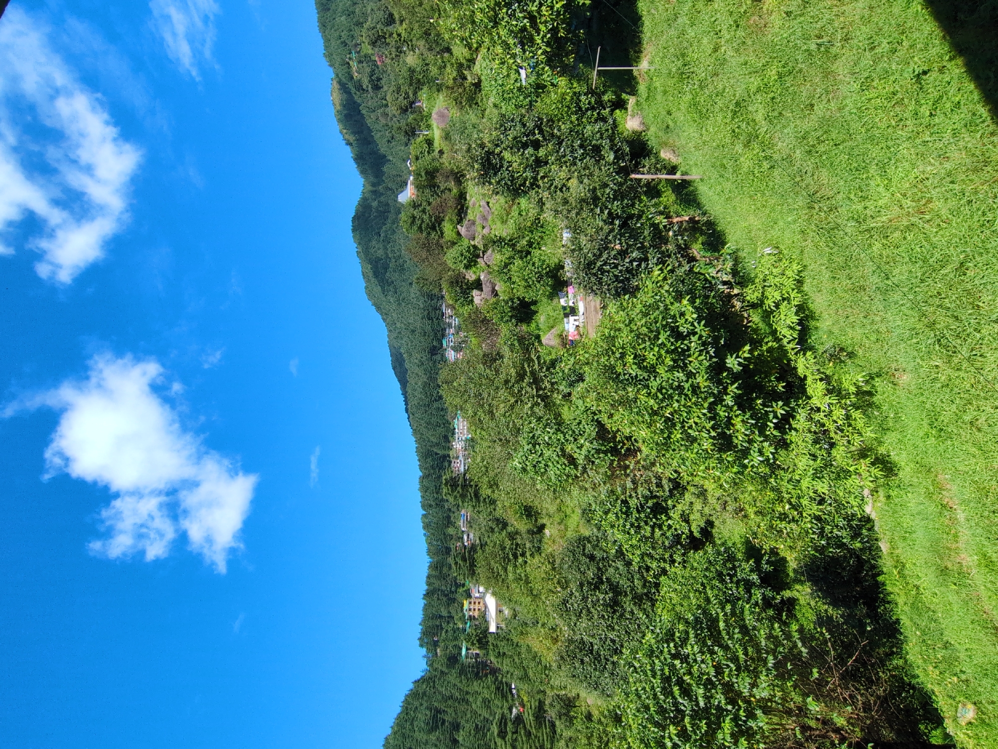 The image depicts a lush green hillside in Bhagsu, India, under a bright blue sky with scattered white clouds. The foreground features a sloped grassy area, with a few trees and dense foliage. In the midground, the hillside is covered in a dense forest of coniferous trees, with occasional rocky outcrops. Several buildings with colorful roofs are visible nestled amongst the trees, suggesting a residential or tourist area. The background shows rolling hills covered in vegetation, extending towards the horizon. There are no people or animals visible in the scene. The overall impression is one of a peaceful, natural landscape with signs of human habitation integrated into the environment.