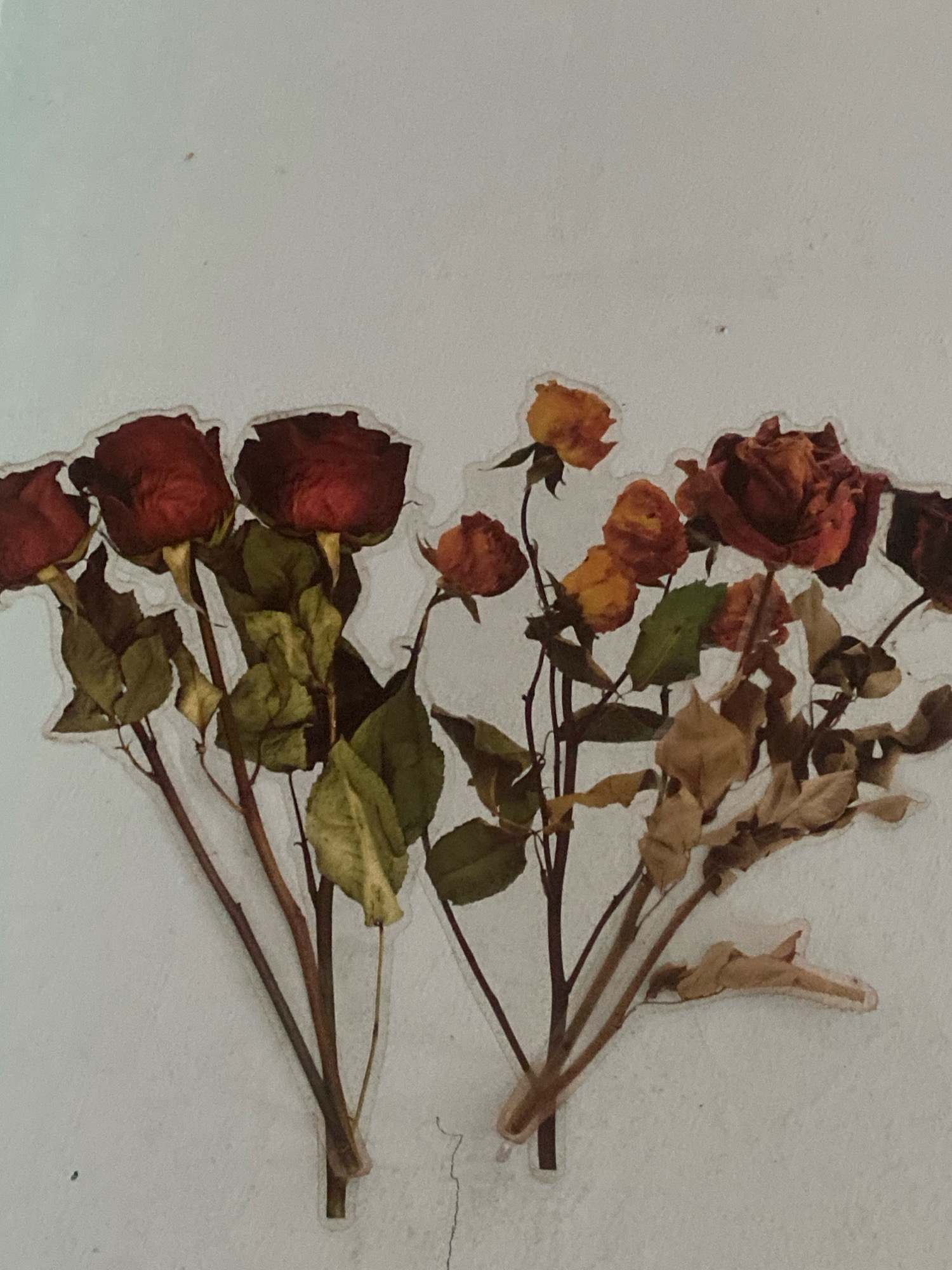 A close-up, flat lay image showcases a cluster of dried roses, with some appearing more preserved than others. The roses are primarily dark red, with a few smaller, orange-yellow buds scattered amongst them. The stems are thin and brown, with some withered green and brown leaves still attached. The overall impression is one of faded beauty, with the delicate textures of the dried petals and leaves being prominent. The background is a plain, textured off-white surface, which appears to be a wall. There is no indication of the city of Batam, Indonesia, or any other specific location within the image.