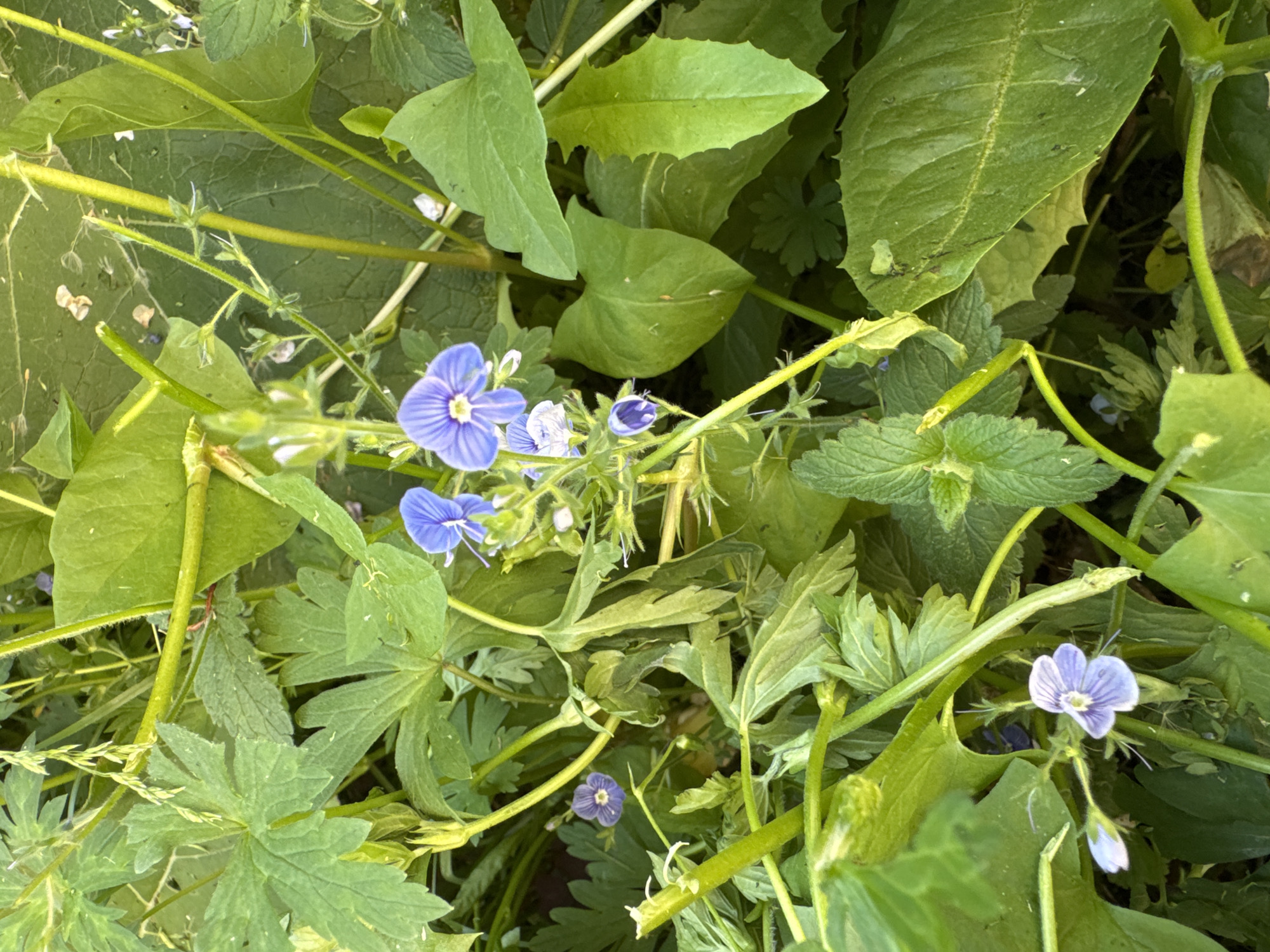 The image depicts a close-up view of lush green foliage with several small, delicate blue flowers interspersed throughout. The flowers have a distinctive shape with five petals, and some are fully open while others are in bud. The leaves are varied in shape and texture, with some being deeply lobed and others more ovate. The overall impression is one of a natural, overgrown setting. There is no indication of human presence or urban elements. The scene is outdoors and appears to be in a natural environment, likely a field or a garden, with abundant plant life. The lighting suggests it is daytime. The image does not contain any information that would allow for its location to be specifically identified within the city of Soloneshnoye, Russia.