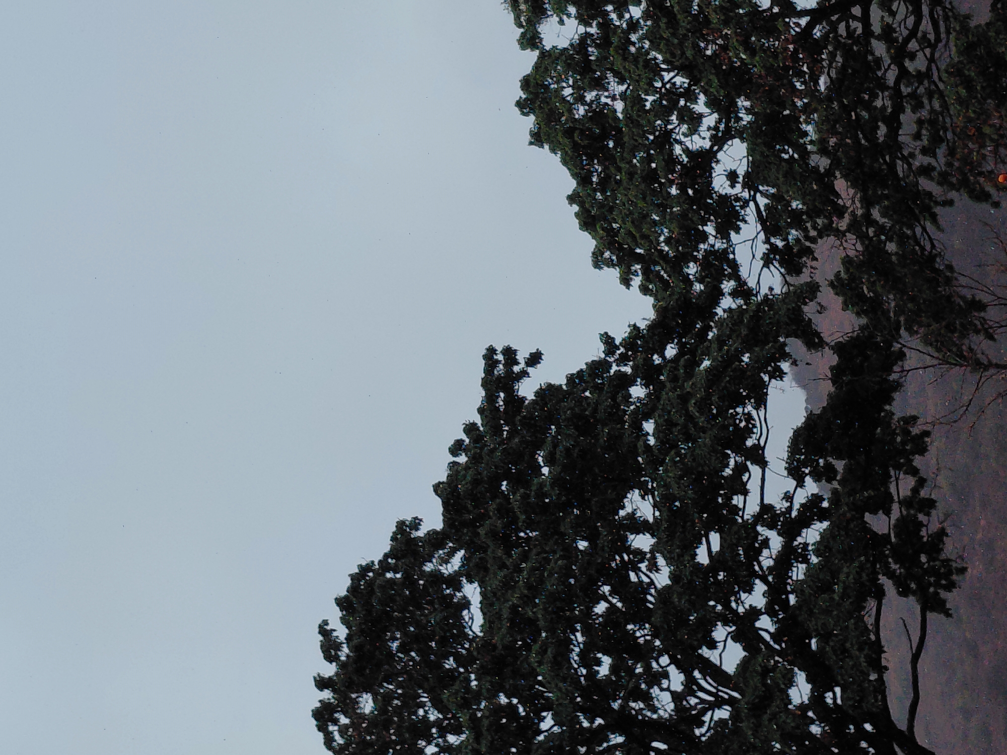 The image displays a serene outdoor scene dominated by dense tree canopies against an overcast sky. The photograph is oriented vertically, with a pale, light gray sky occupying the upper left and central portions, and the dark green foliage of large trees filling the lower right and right side of the frame. The trees are heavily leafed, with their branches and leaves creating intricate patterns and dark silhouettes against the diffused light of the sky. Small, dark specks are visible against the pale sky, possibly dust or distant elements.
Through gaps in the foliage, particularly towards the mid-right, a textured, reddish-brown background is discernible. This appears to be a natural element like a hillside, cliff face, or distant ground, showing some subtle variations in color and texture. One small, bright orange speck is faintly visible deep within the foliage on the far right, which could be a fruit, flower, or a distant artificial light source. The overall lighting suggests an overcast day, possibly early morning or late afternoon, as there are no harsh shadows or direct sunlight. No human activity or visible text is present. The scene evokes a tranquil and natural atmosphere in Santa Ana, Venezuela.