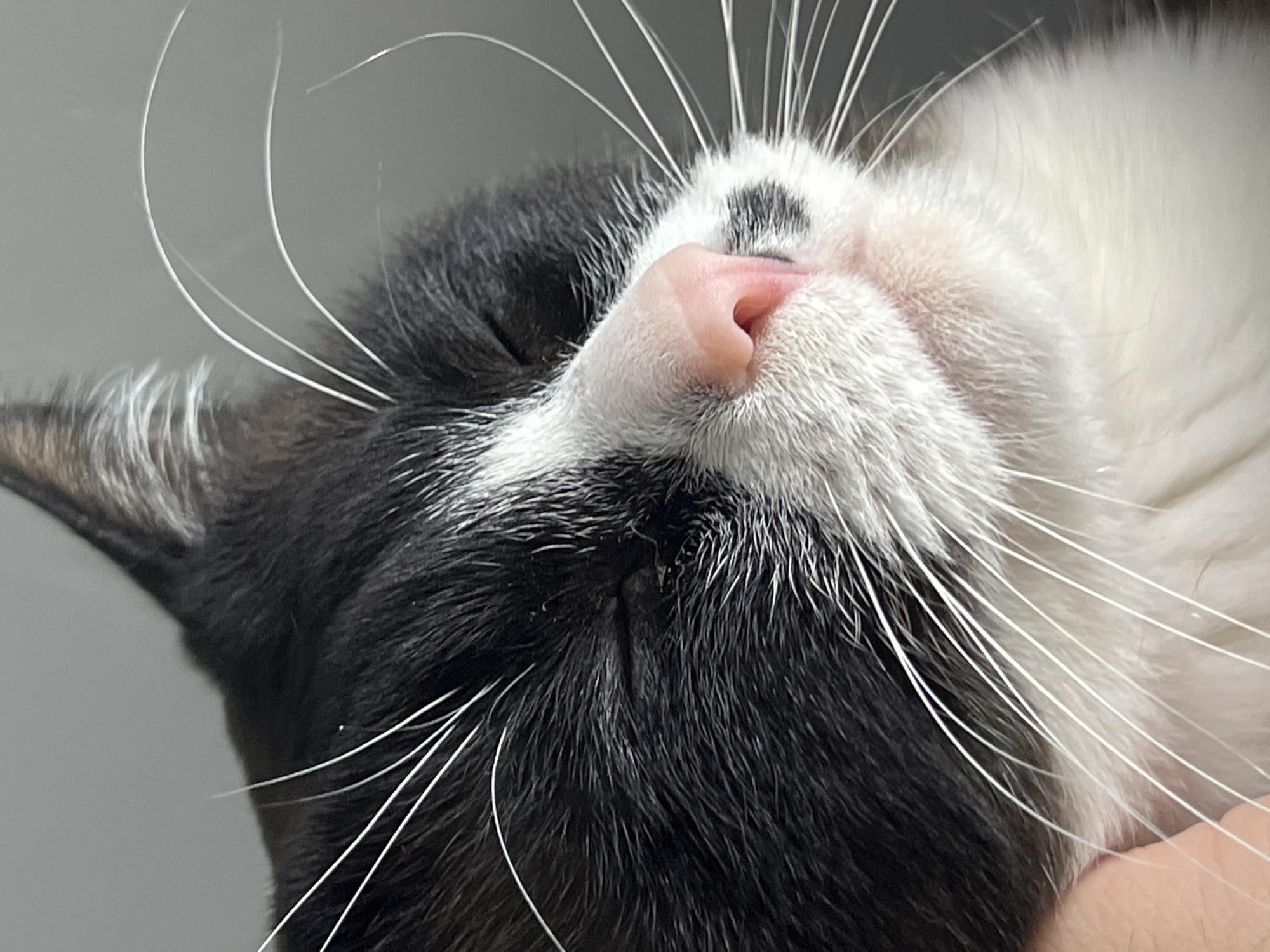 A close-up, portrait-oriented image shows the head and upper body of a sleeping or deeply relaxed tuxedo cat. The cat's head is tilted sideways, with its nose and mouth area central to the frame. Its eyes are closed, suggesting it is asleep.
The cat has distinct black and white fur. The left side of its face and ear are covered in black fur, while the right side, encompassing the muzzle, chin, and chest, is white. A small, dark, irregular spot, likely part of its black fur pattern, is visible above its pink nose. The nose itself is a prominent feature, light pink and moist-looking. Long, delicate white whiskers extend outwards from both sides of its muzzle, some curving gently.
The background is a plain, light grey, indicating an indoor setting or a neutral surface. In the lower right corner, a small portion of human skin, possibly a finger or hand, is visible, suggesting the cat is being held or gently supported. The fur appears soft and well-groomed. The overall mood conveyed is one of peace and tranquility. There is no visible text in the image.