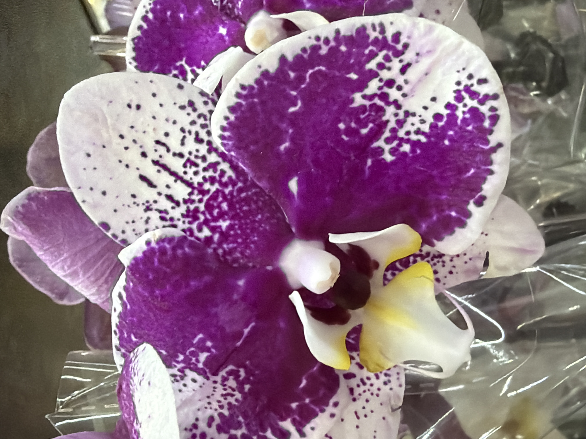 This is a close-up photograph of a vibrant purple and white orchid. The orchid's petals are predominantly white with striking purple splotches and dark purple dots. The center of the flower features a delicate white and yellow structure, with a dark center. The orchid is partially enclosed in clear plastic packaging, with some crumpled plastic visible in the foreground and to the left of the flower. The background is a dark, indistinct blur, suggesting an indoor setting. The image is tightly cropped, focusing entirely on the details of the orchid and its packaging. No people or specific city locations are discernible.
