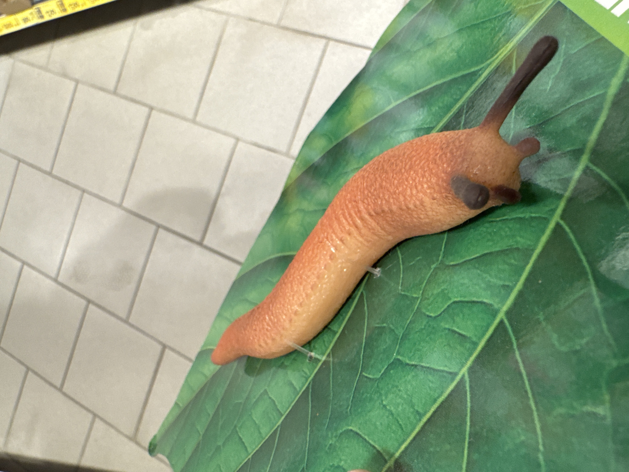 The image shows a toy slug resting on a large, green leaf. The slug is a vibrant orange color and has a dark brown, antenna-like appendage extending from its head. It also has two small, dark brown nubs on its head, which are likely representations of its eyes or tentacles. The leaf it is on is a detailed illustration, with prominent veins and a slightly textured appearance. The background is a tiled wall, suggesting an indoor setting. A sliver of a yellow and black object is visible at the top of the frame, possibly a measuring tape or some form of marker. The lighting appears to be artificial and consistent, casting soft shadows. The overall impression is of a still-life composition, possibly set up for a photograph or as part of a display. No people are visible in the frame, and the activity is limited to the static placement of the toy. The setting is likely domestic or retail given the tiled wall.