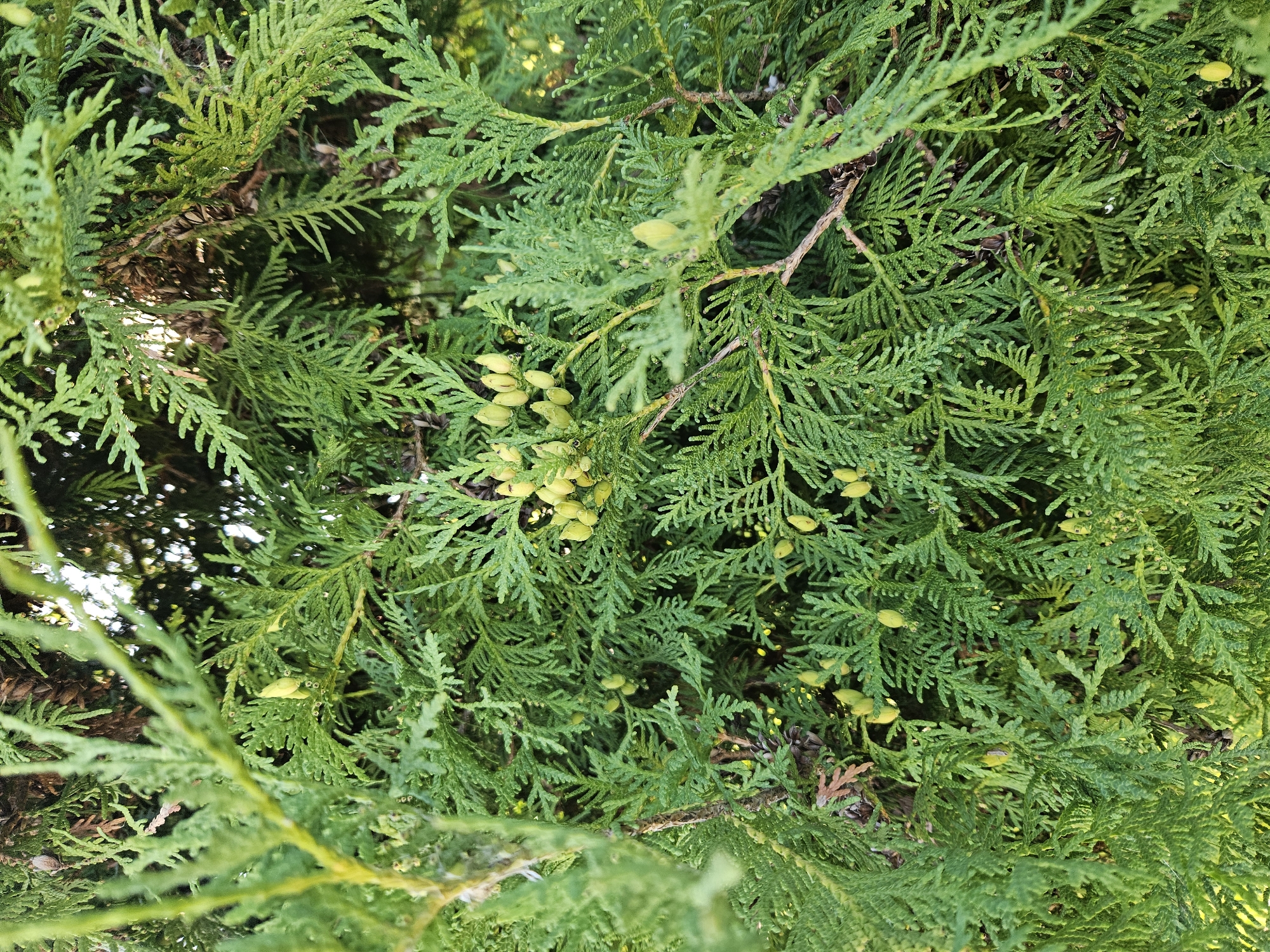 A close-up, eye-level, outdoor shot captures the dense foliage of an evergreen tree, likely a cedar or cypress, showcasing its delicate, scale-like leaves and small, yellowish-green seed cones. The branches are a vibrant green, with some interspersed brown, dried leaves and twigs, suggesting a natural, possibly overgrown environment. The lighting indicates a bright, sunny day, with sunlight dappling through the leaves and creating a play of light and shadow. The scene appears to be in a park or garden setting within the city of Veliky Novgorod, Russia, given the context of the request, although there are no specific landmarks to confirm this. No people or animals are present in the frame, and no actions or interactions are depicted. The overall impression is one of natural growth and the intricate beauty of a coniferous plant.
