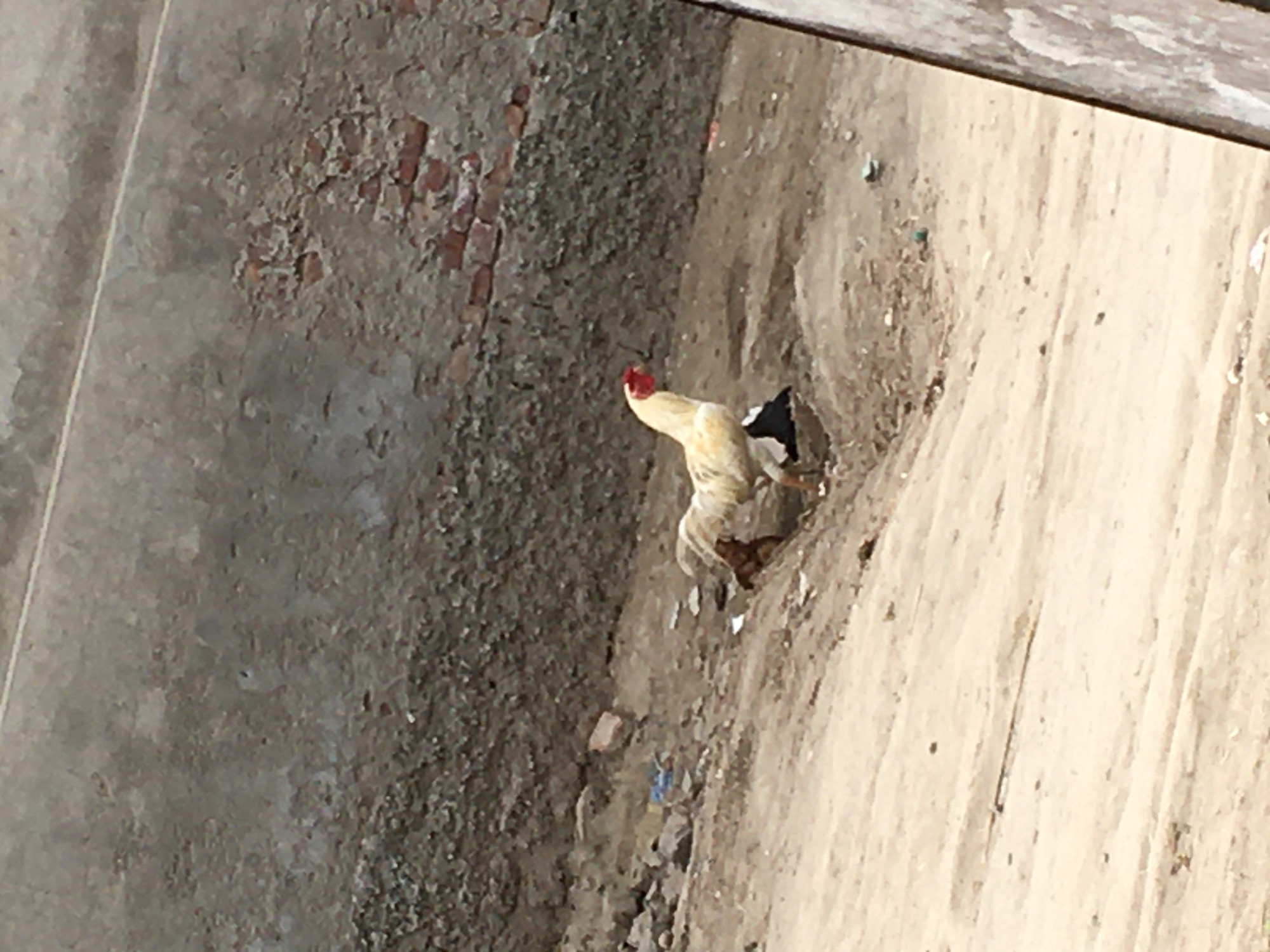 This vertical image captures an outdoor scene, likely in a rural or semi-urban setting consistent with Karamsar, Pakistan. The central subject is a rooster, prominently featured towards the right side of the frame. It displays a mix of light-colored feathers, appearing off-white or pale yellow, across its body, contrasting with some dark, possibly black, feathers visible on its tail and lower back. A vivid red comb adorns its head, along with red wattles. The rooster stands on uneven, light brown ground, which appears to be dry dirt or sand, showing some texture and small irregularities.
To the left of the rooster, a rough, textured wall forms the background. This wall, likely concrete or plaster, exhibits significant wear and tear, with patches where the outer layer has peeled away, exposing reddish-brown bricks underneath. The ground directly bordering this wall is darker and more cluttered, suggesting debris or loose earth. The image's upper right corner shows a dark, blurry edge, possibly the underside of a roofline or an overhead structure.
The scene is bathed in bright daylight, indicated by strong illumination and clear shadows, suggesting a sunny day. The rooster appears to be standing still, possibly foraging or simply observing its surroundings. No specific human activity or identifiable objects beyond the natural environment and the rooster are visible. There is no discernible text within the image. The overall impression is a candid snapshot of a farm animal in a rugged, outdoor environment.