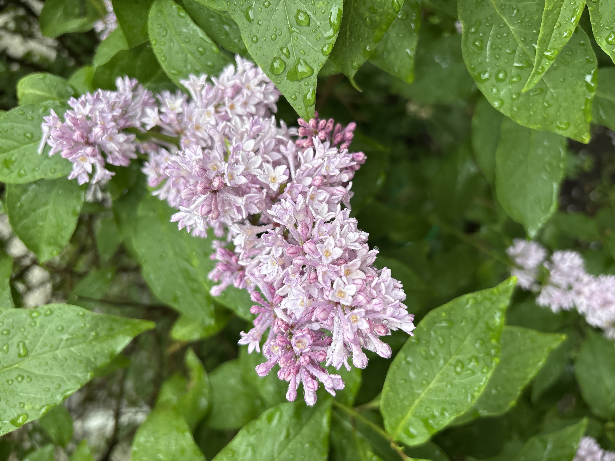 This is a close-up, eye-level shot of a flowering lilac bush after a rain shower. The main subjects are clusters of pale pink and white lilac blossoms and several large, vibrant green leaves, many of which are adorned with glistening water droplets. The blooms are densely packed and appear delicate, with individual flowers showing their light purple and white petals. The leaves are broad and veined, with a slight sheen from the moisture.
The scene suggests a natural outdoor setting, likely a garden or park, given the presence of the lilac bush. The water droplets on the leaves and flowers clearly indicate that it has recently rained. The lighting is soft and diffused, suggesting it could be daytime, possibly overcast due to the rain. The background is blurred, showcasing more green foliage and hints of other lilac blossoms, further emphasizing the focus on the foreground flowers and leaves. There is no visible text in the image. The overall mood conveyed is one of freshness and natural beauty, highlighting the revitalizing effect of rain on plant life. The context of Murmansk, Russia, suggests this might be a scene from late spring or early summer when lilacs are in bloom in that region.