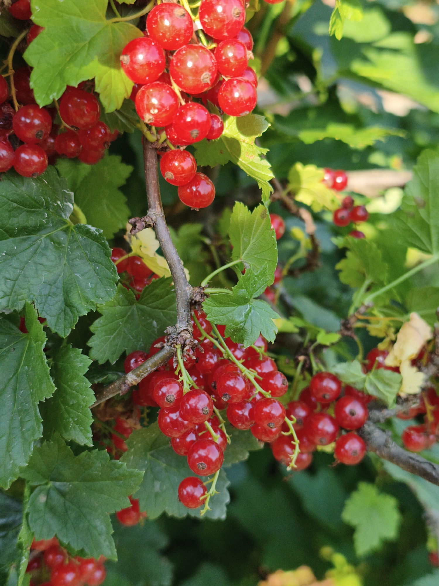 The image shows a close-up view of several clusters of ripe red currants on a branch, surrounded by green leaves. The currants are round and bright red, with some appearing translucent in the sunlight. The leaves are a vibrant green and some have serrated edges. The background is a blur of green foliage, suggesting an outdoor setting, likely a garden or a natural environment. There are no people or man-made structures visible in the image. The scene is a natural one, focusing solely on the fruit and its surrounding plant life. The exact location within the city of Chaikovsky, Russia, cannot be determined from the image alone, as it depicts a common natural subject found in many locations.
