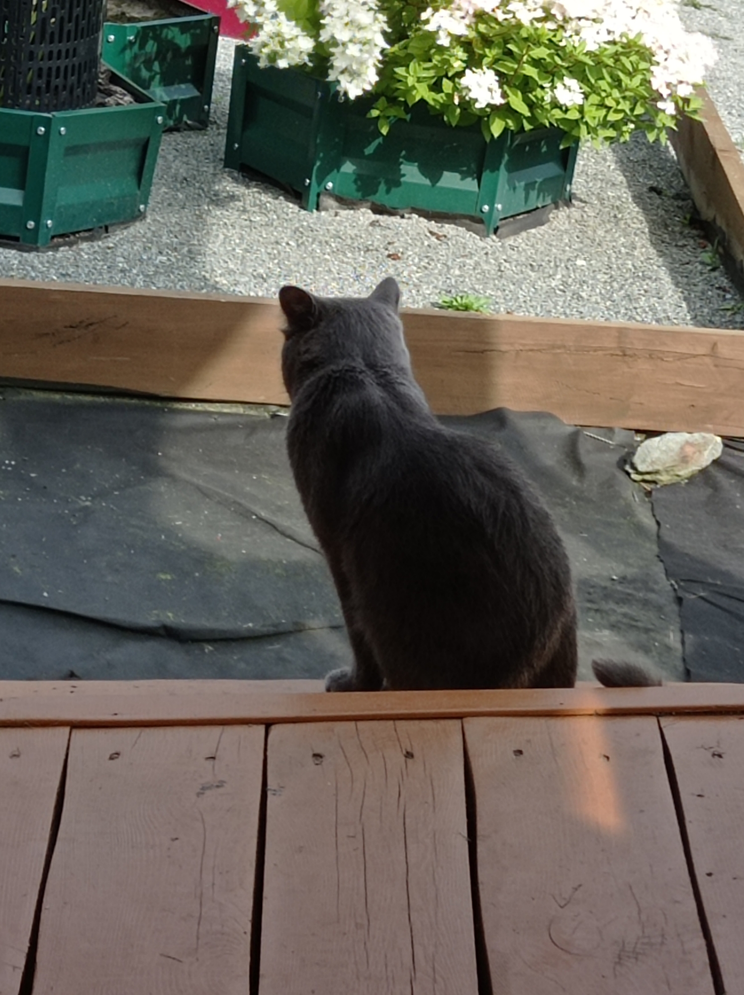 In the city of Degtyarsk, Russia, a gray cat sits facing away from the camera on a wooden deck. The cat's back is to the viewer, and it is looking towards a dark fabric surface. Behind the fabric, there is a gravel area with several green planters. One planter is filled with white flowers and green leaves, while another is empty. The scene appears to be outdoors, possibly a garden or yard, bathed in sunlight.