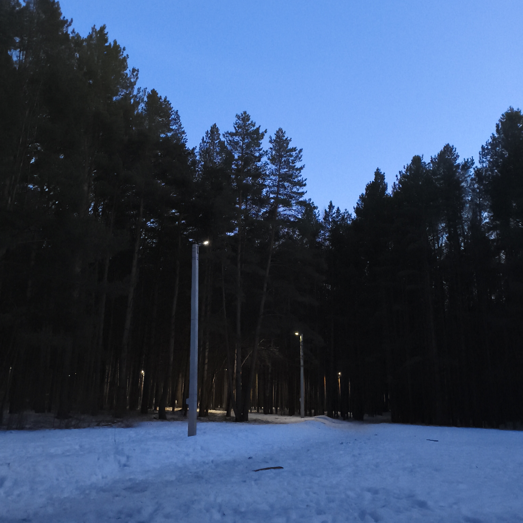 The image shows a snow-covered area adjacent to a dense forest at dusk or night. Several evenly spaced streetlights illuminate a path running into the forest. The sky is a clear, deep blue, suggesting twilight conditions. There are no people or animals visible. The scene appears still and quiet.