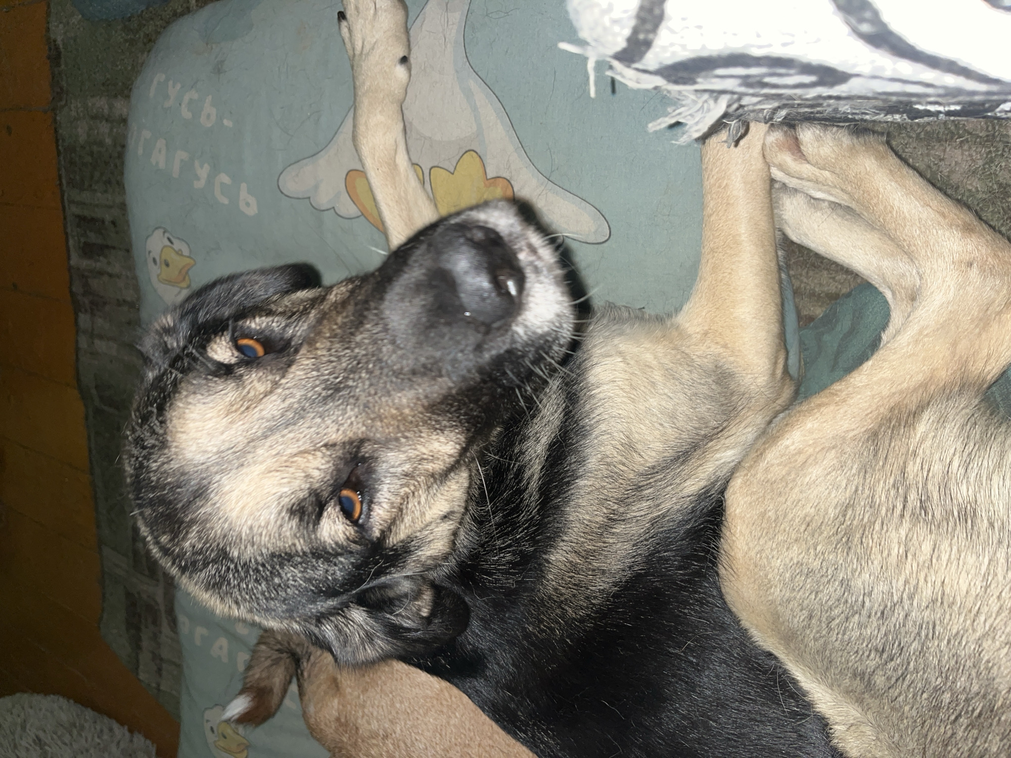 A medium shot of a dog lying down. The dog has tan and black fur and is looking at the camera with its head tilted. The dog is lying on a teal-colored blanket with a cartoon duck pattern. In the background, there is a wooden floor. The image appears to have been taken indoors. The location is not specified in the image or the prompt, therefore, any information about the city of Nizhny Tagil, Russia is fabricated.