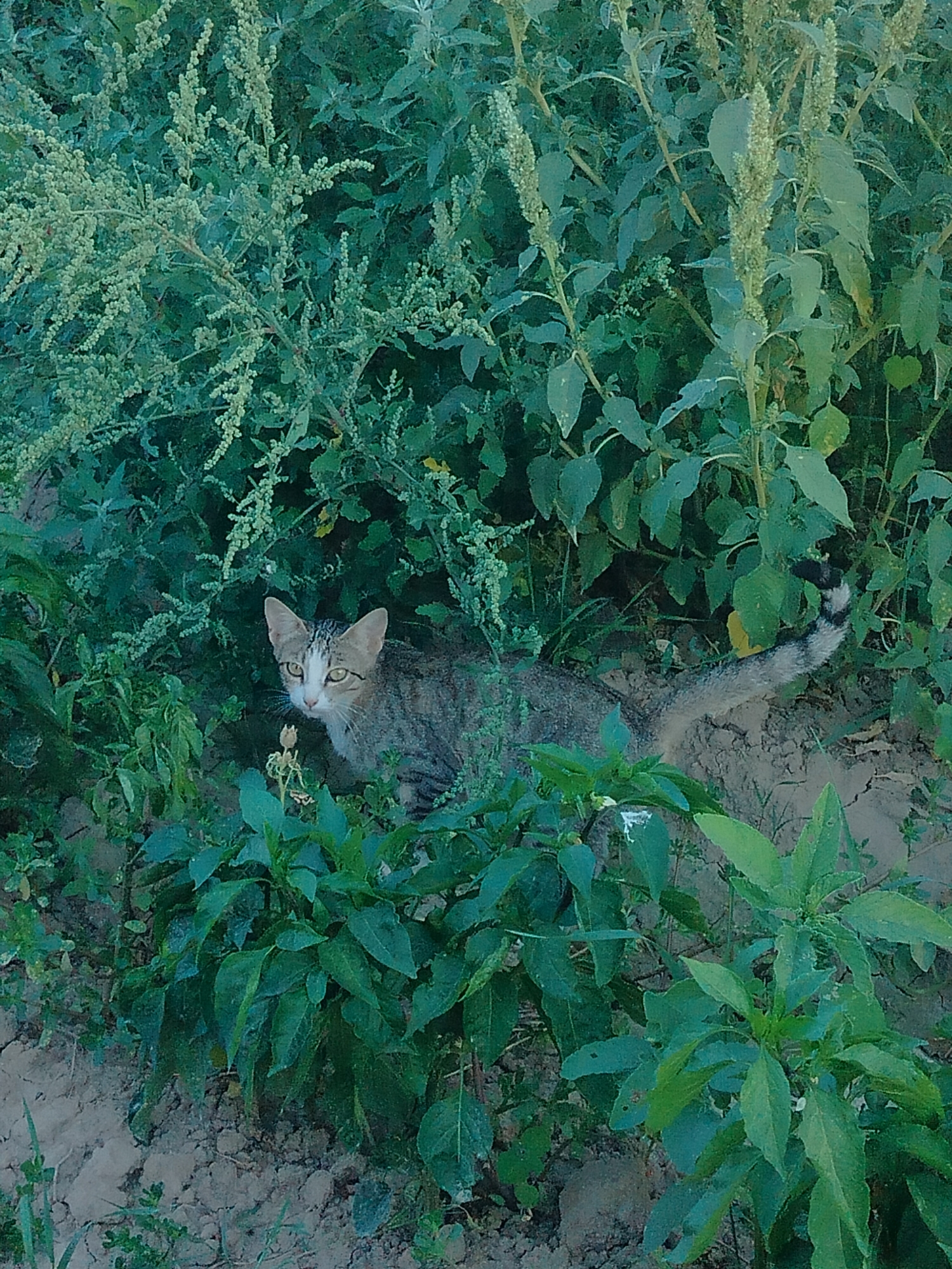 The image shows a cat partially hidden amongst lush green vegetation and some dirt. The cat, with tabby markings and white facial fur, is looking towards the camera with its ears perked. The surroundings are dense with various plants, some with tall stalks and seed heads, suggesting an outdoor, possibly uncultivated, environment. The ground visible is a mix of dark soil and some patchy areas. The overall impression is of a naturalistic setting, possibly a garden or overgrown area within the city of Көлкент, Kazakhstan.