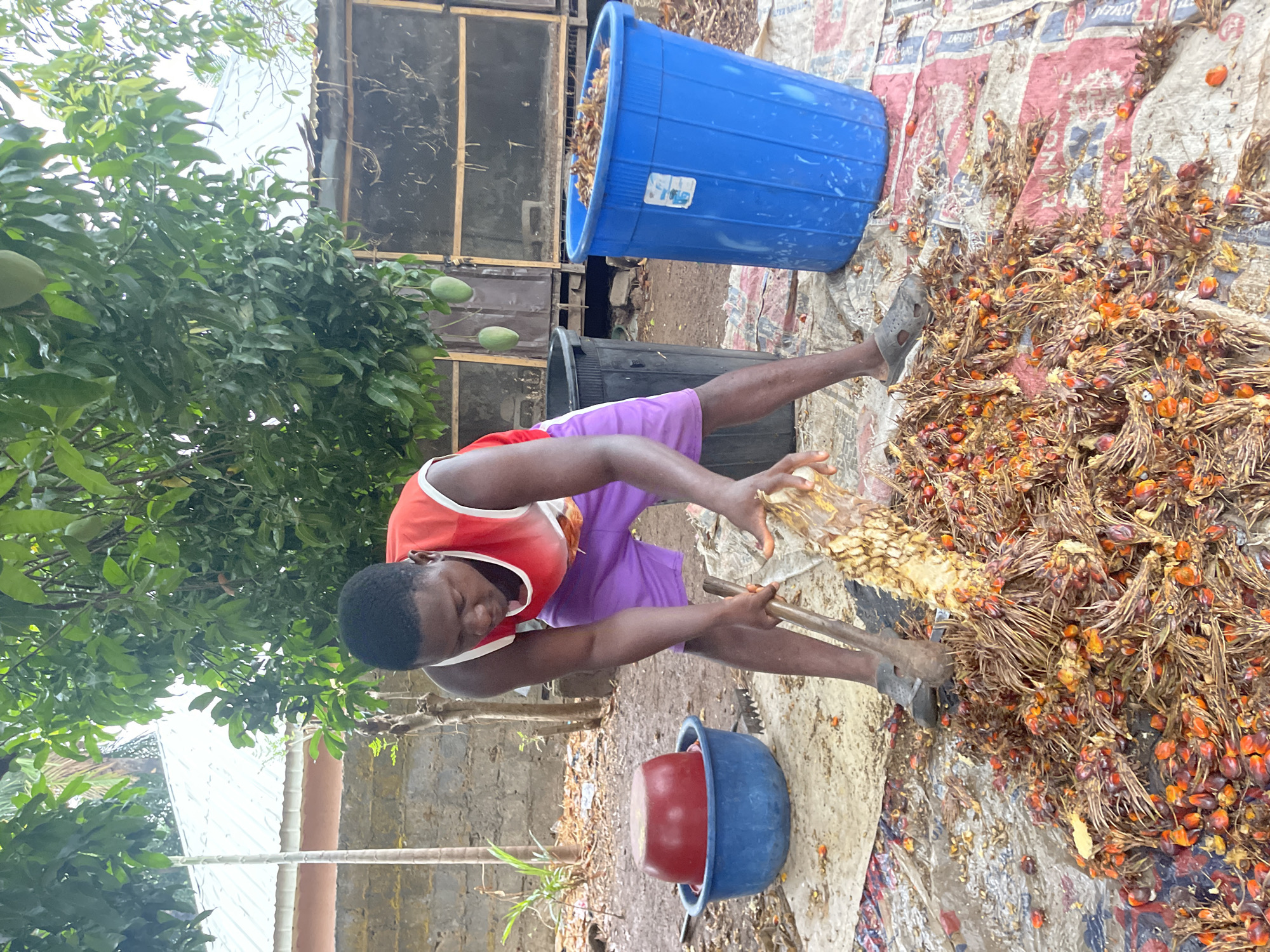 Akwanga, Nigeria: A man in a red sleeveless shirt and purple shorts uses two wooden tools to separate palm fruit from its stalk on a cloth spread on the ground. A blue bucket sits nearby, with a smaller red bowl nested inside. A larger blue bucket is positioned further away, with trees, a building, and debris visible in the background.