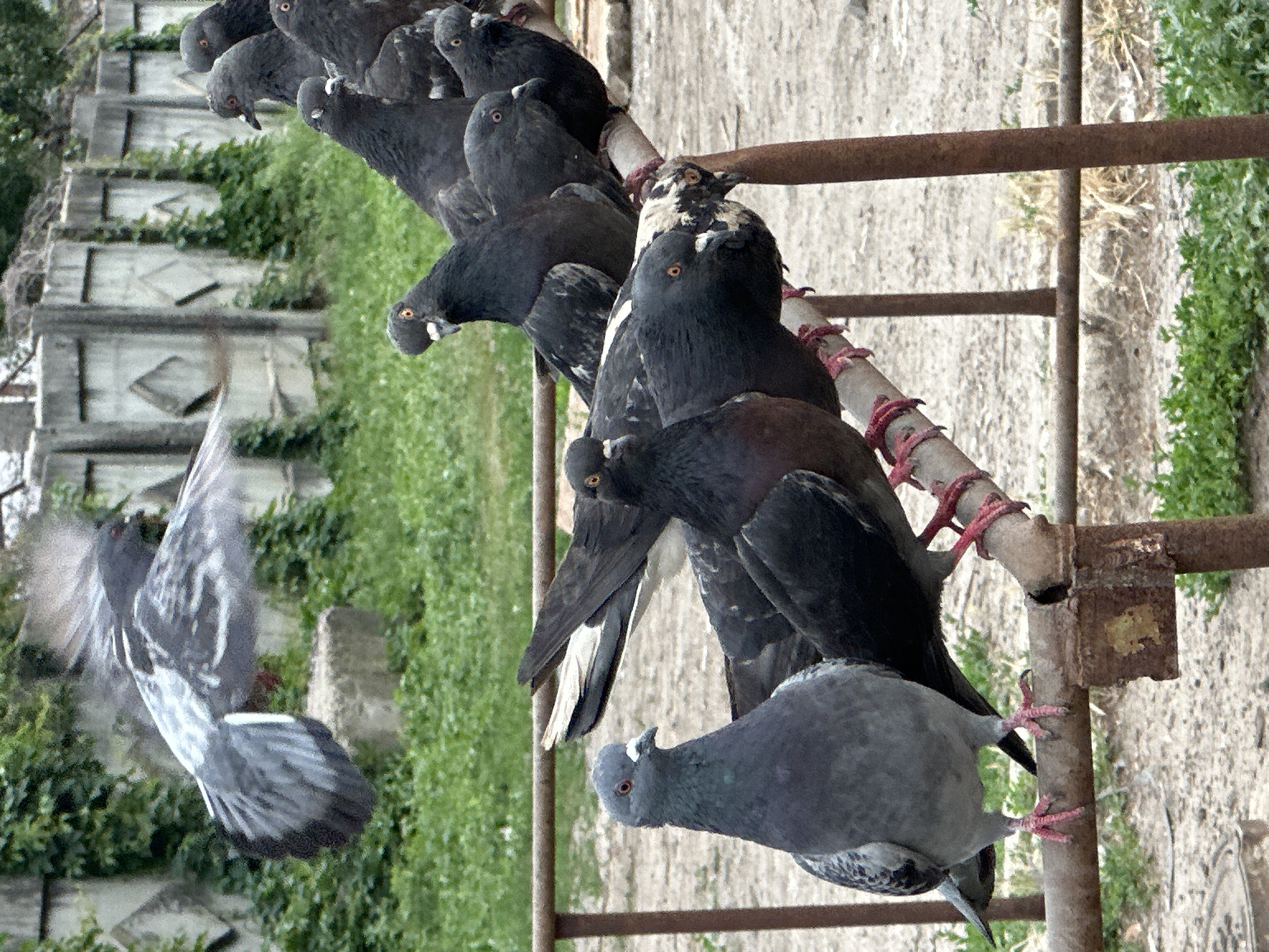 The image captures a flock of pigeons perched on a rusty metal railing. The pigeons are predominantly grey with some darker plumage and distinct orange eyes. One pigeon is in mid-flight, its wings spread wide, showcasing its grey and white feathers. The birds are positioned in a line, some facing left and others right, with their claws gripping the railing. The background consists of lush green vegetation and a dirt or gravel ground. The overall scene suggests an outdoor environment, possibly a park or an urban area with a touch of nature. The lighting indicates daytime, and the weather appears to be clear, allowing for good visibility of the subjects and their surroundings. There is no visible text in the image.