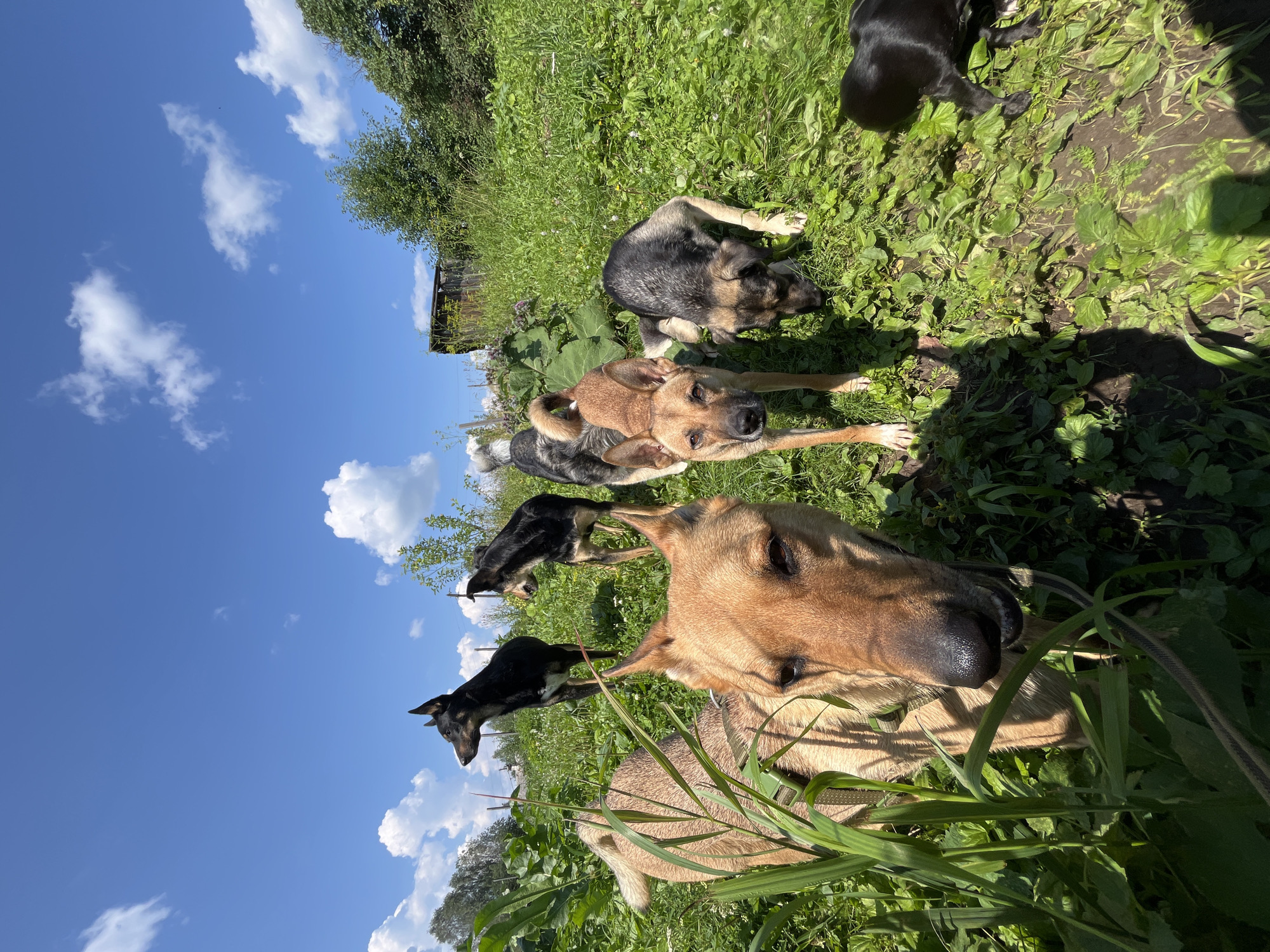 Six dogs are in a grassy, sunlit outdoor environment, possibly a rural yard or field. The dogs vary in size and coloration, with some appearing to be medium-sized mixed breeds. One light brown dog is in the foreground, facing the camera. Behind it, a black dog stands looking to the left, and another black and tan dog is partially visible behind the light brown dog. Further back, another black and tan dog is sniffing the ground, and a small black dog is visible on the right side of the frame. The background includes green foliage, trees, a wooden structure, and a bright blue sky with scattered white clouds. The image is taken from a low angle, emphasizing the dogs in the foreground. The location is identified as Nizhny Tagil, Russia.