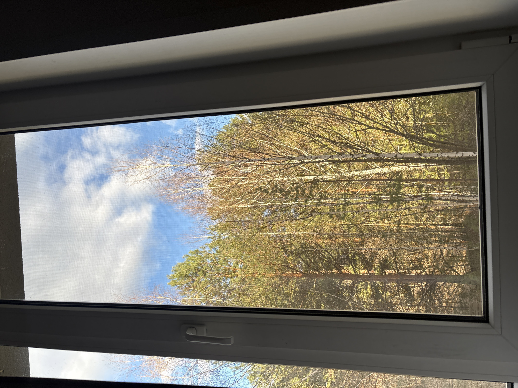 The image displays an outdoor scene viewed through a white window frame, with a fine mesh screen subtly overlaying the glass. The horizon appears vertically oriented in the photograph, with the sky on the left and a forest extending to the right.
On the left side, a clear blue sky is visible, adorned with scattered white, fluffy clouds. Moving rightward, the landscape transitions into a dense forest composed of various trees. Prominent among them are trees with slender, light-colored bare branches, likely birches, standing out against the sky and darker foliage. Further into the forest, evergreen trees, possibly pines or spruces, with deep green needles, form a thick canopy. The bright illumination suggests a sunny daytime setting with clear weather.
The window frame itself is white, likely PVC, and appears clean. A white window handle is located on the bottom section of the frame. The interior elements surrounding the window, particularly above, are dark, possibly indicating a shadowed area or room design.
There are no people or visible text in the image. The scene captures a peaceful, natural environment, consistent with a view in Chaikovsky, Russia.