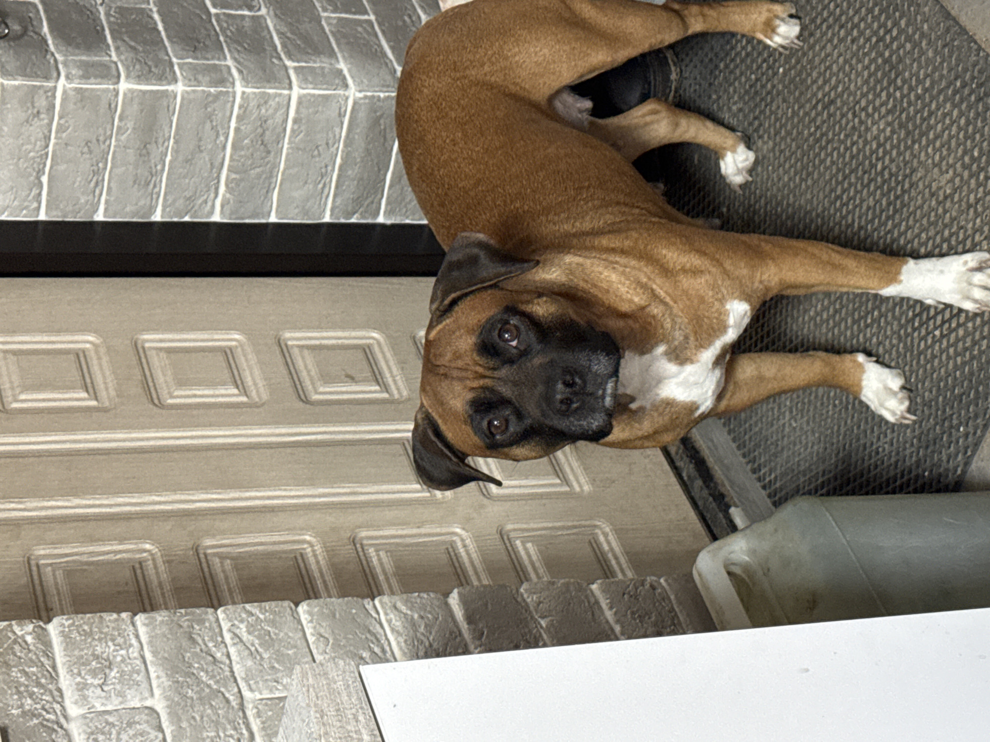 A boxer dog lies on a dark gray doormat in front of a closed, light-colored, paneled door. The doorway has a gray brick exterior. A white, rectangular object partially obstructs the lower right corner of the image. The location is unidentifiable as Chaikovsky, Russia from the given visual information.