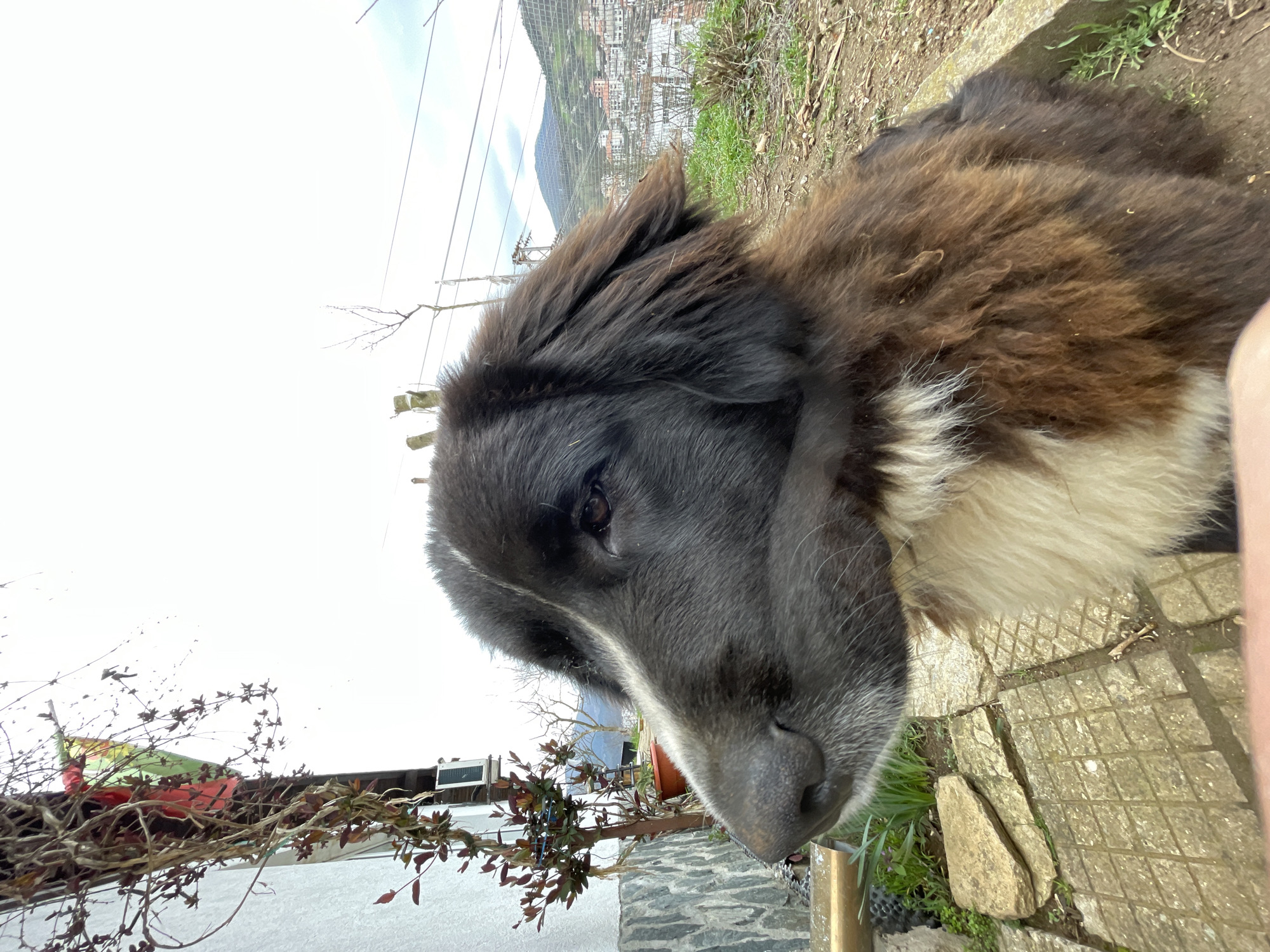 A close-up, slightly angled shot depicts a dog's head and upper body. The dog has a predominantly black and dark brown coat with patches of white fur around its neck. The dog's left eye is visible, appearing brown. The background includes green grass, a stone pathway, and a distant cityscape with mountains. The environment appears to be outdoors, potentially near Zlatograd, Bulgaria, as indicated in the prompt. A few leafless branches and a glimpse of a building are visible in the lower left corner. A partial view of a human leg is seen on the right side of the image. Power lines are crossing the sky above.
