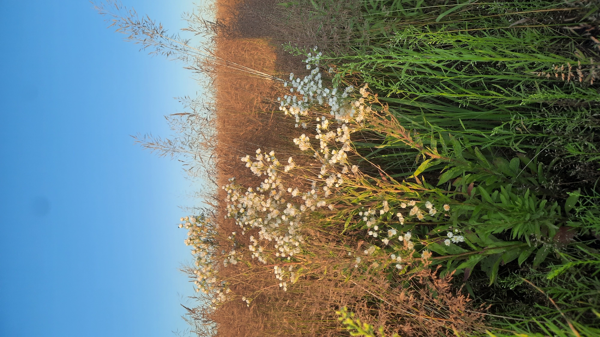 A close-up, eye-level outdoor shot captures a patch of white wildflowers in bloom, set against a backdrop of dry grass and a clear blue sky. The wildflowers, clustered on thin green stems, are the main subjects, their delicate petals catching the warm light. Behind them, tall, dried grasses create a textured, earthy-toned wall, suggesting a field or meadow. The sky above is a solid, pale blue, devoid of clouds. The scene is likely in a rural area, possibly near the city of Slavenki, within the Slavenski Sel'ski Sovet, Belarus. No people or animals are visible. The lighting indicates it is either early morning or late afternoon, casting a soft glow on the flora.