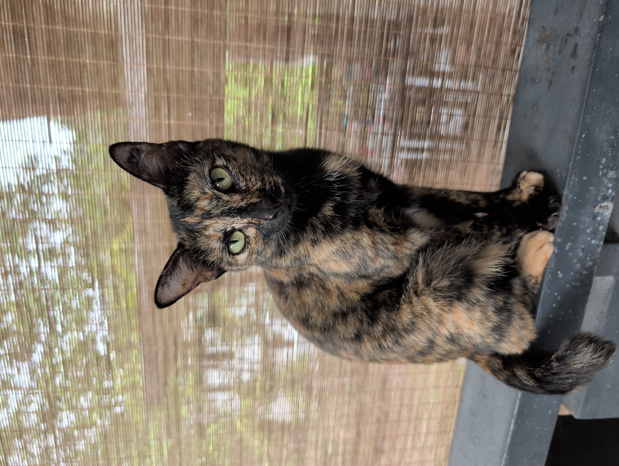 A tortoiseshell cat with green eyes is perched on a grey, possibly metal, surface. The cat is looking up and to the left. The background consists of a bamboo-style blind, partially obscuring an out-of-focus view of greenery. The exact location within Ko Pha-ngan, Thailand cannot be determined from the provided image.