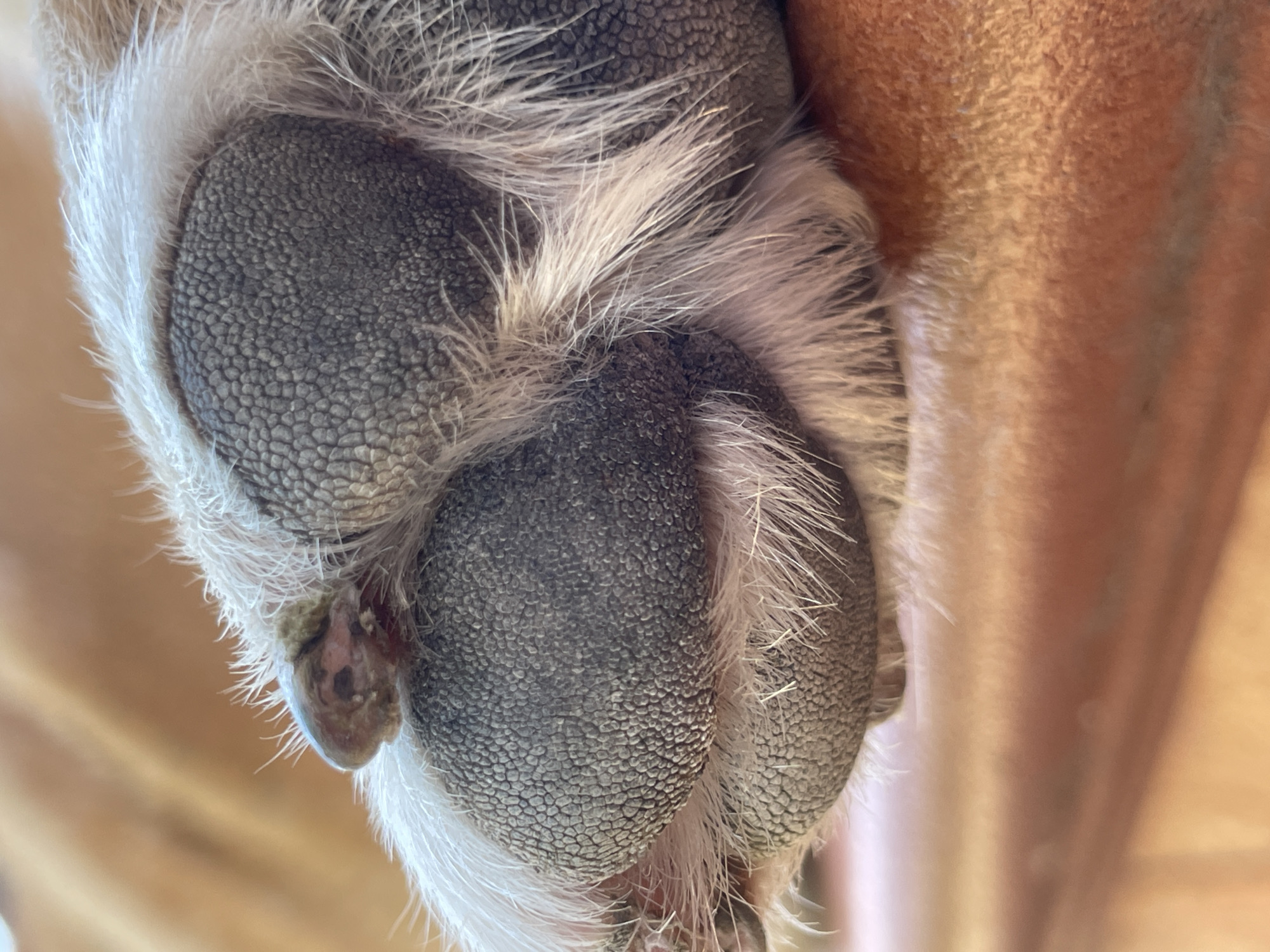 A close-up, angled shot shows a dog's paw, with its pads and fur clearly visible. The paw rests on a surface that appears to be skin, likely a human's hand or arm, based on its texture and color. The background is out of focus, showing a warm, light brown hue, possibly a wall or furniture. The image is taken from a macro perspective, emphasizing the intricate details of the paw's texture and the fine hairs surrounding it. One of the dewclaws appears to have some dirt or debris on it.