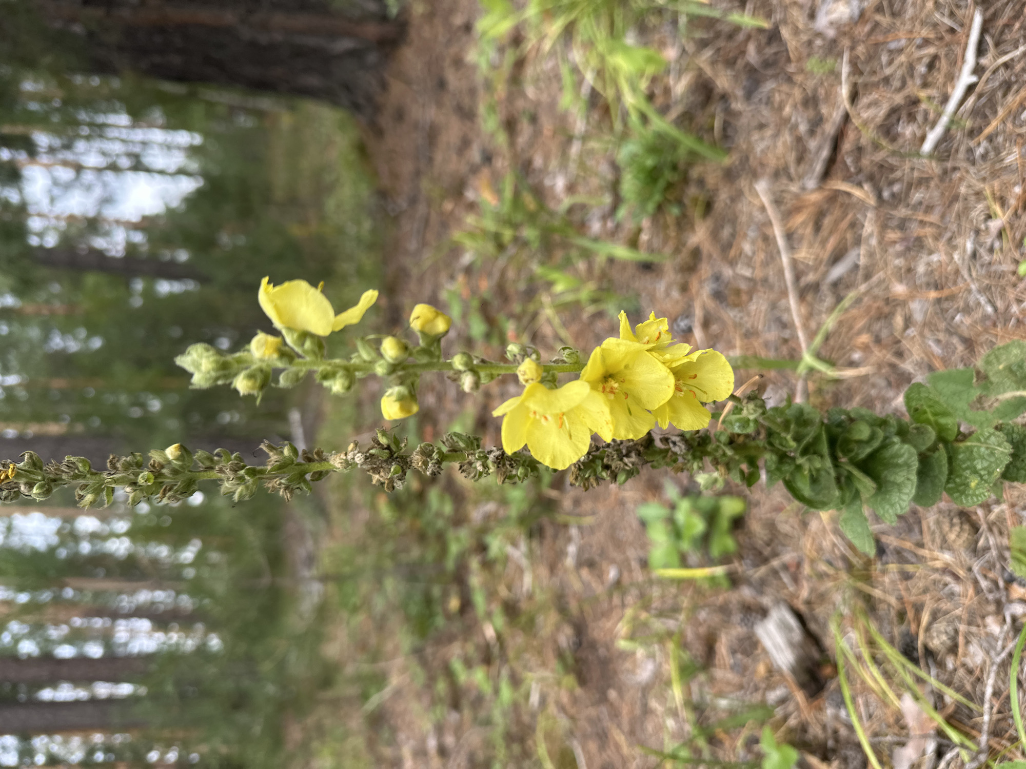 In an outdoor natural environment, likely a forest floor in Соколово, Russia, a close-up, eye-level shot focuses on a flowering plant with bright yellow blossoms. The plant has a tall, erect stem covered in small buds and mature flowers. The background is softly blurred, revealing the characteristic vertical lines of pine trees and a mix of green foliage and brown forest detritus, suggesting a woodland setting. The lighting is overcast, casting a diffused light on the scene. There are no people or animals visible in the image.