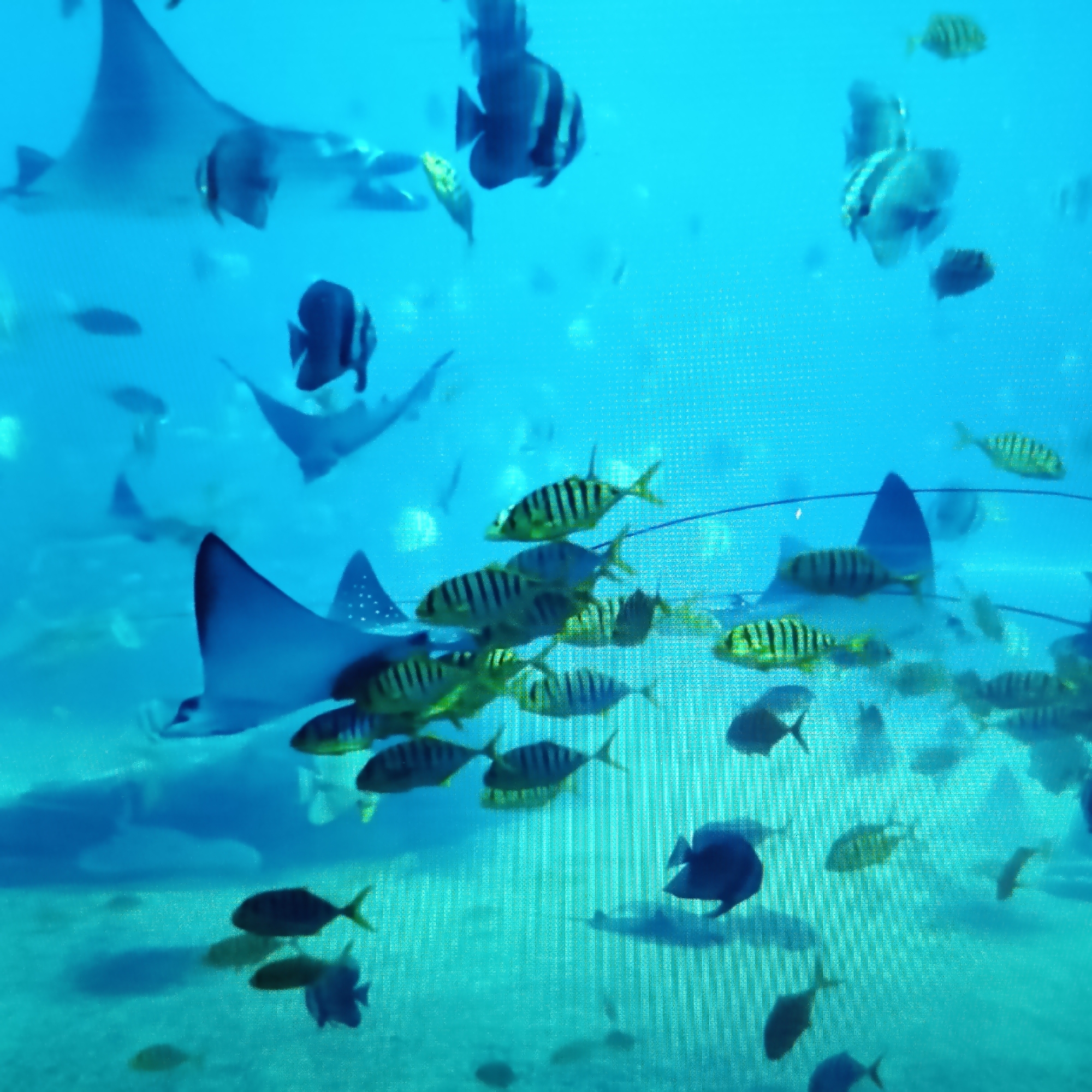 The image depicts an underwater scene filled with various fish and stingrays in clear blue water. Several large stingrays with broad wingspans are visible, some gliding near the bottom and others suspended in the mid-water. Numerous smaller fish, many with distinctive vertical stripes, are schooling together. Some of these striped fish appear to be a yellowish-green color. In the background, more fish and the shadowy outlines of larger marine life can be seen. The water is bright and luminous, suggesting good visibility. This scene is likely from an aquarium or a well-lit marine environment. The city of Dubăsari, Moldova, does not have a natural marine environment that would support such a scene.
