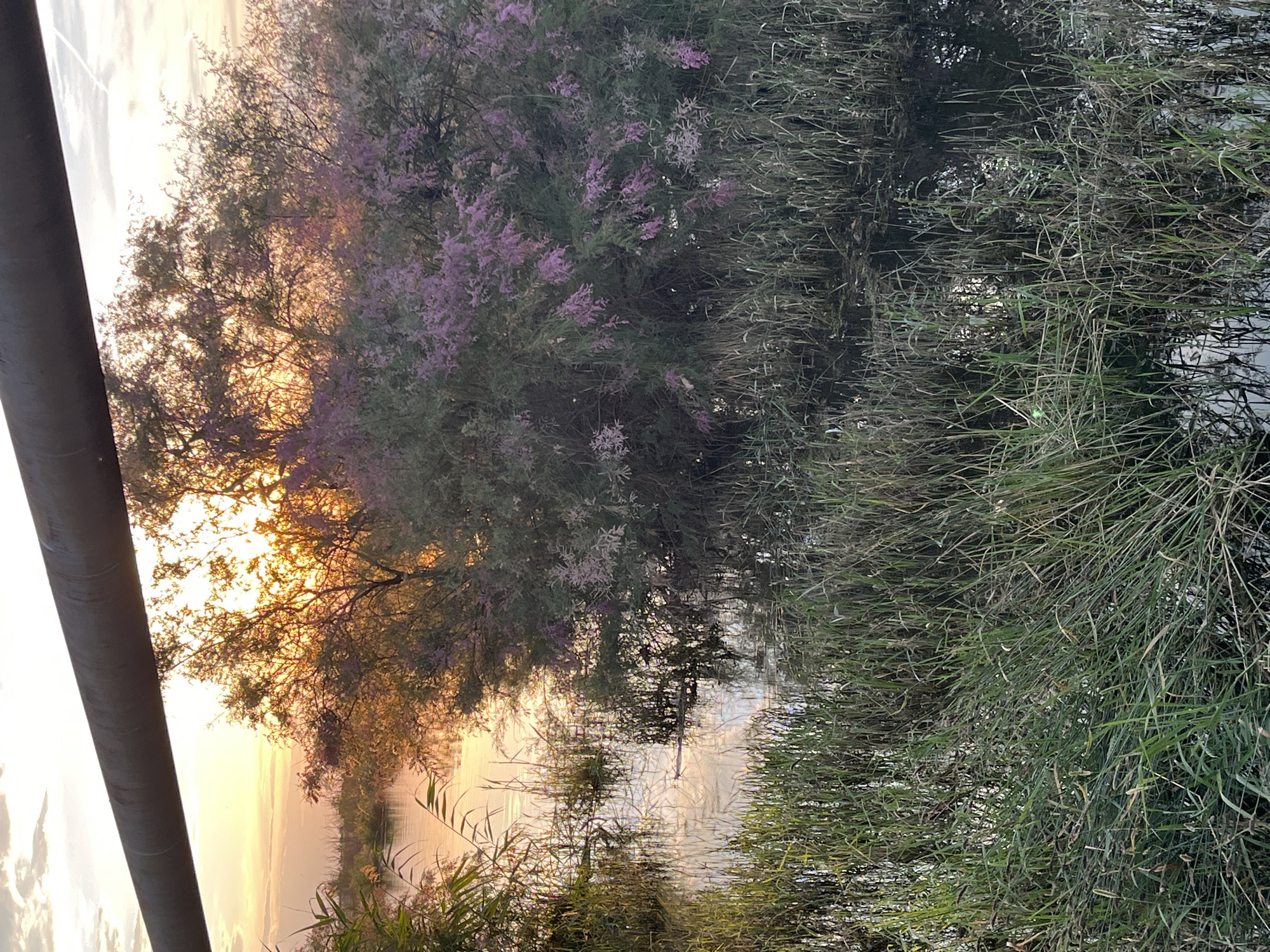 The image depicts a natural scene at dusk, possibly near the city of Krasnyye Barrikady, Russia. A large, dark pipe runs horizontally across the upper portion of the frame, suggesting the presence of industrial infrastructure. Below the pipe, a body of water is visible, with tall grasses and reeds growing along its edges. A dense shrub with small purple flowers is prominent in the middle ground, with the setting sun filtering through its branches, creating a warm, ethereal glow. The water reflects the colors of the sky and the surrounding vegetation, adding depth and tranquility to the scene. The overall atmosphere is peaceful and serene, with a hint of the juxtaposition between nature and human-made structures. There are no people or animals visible in the image.