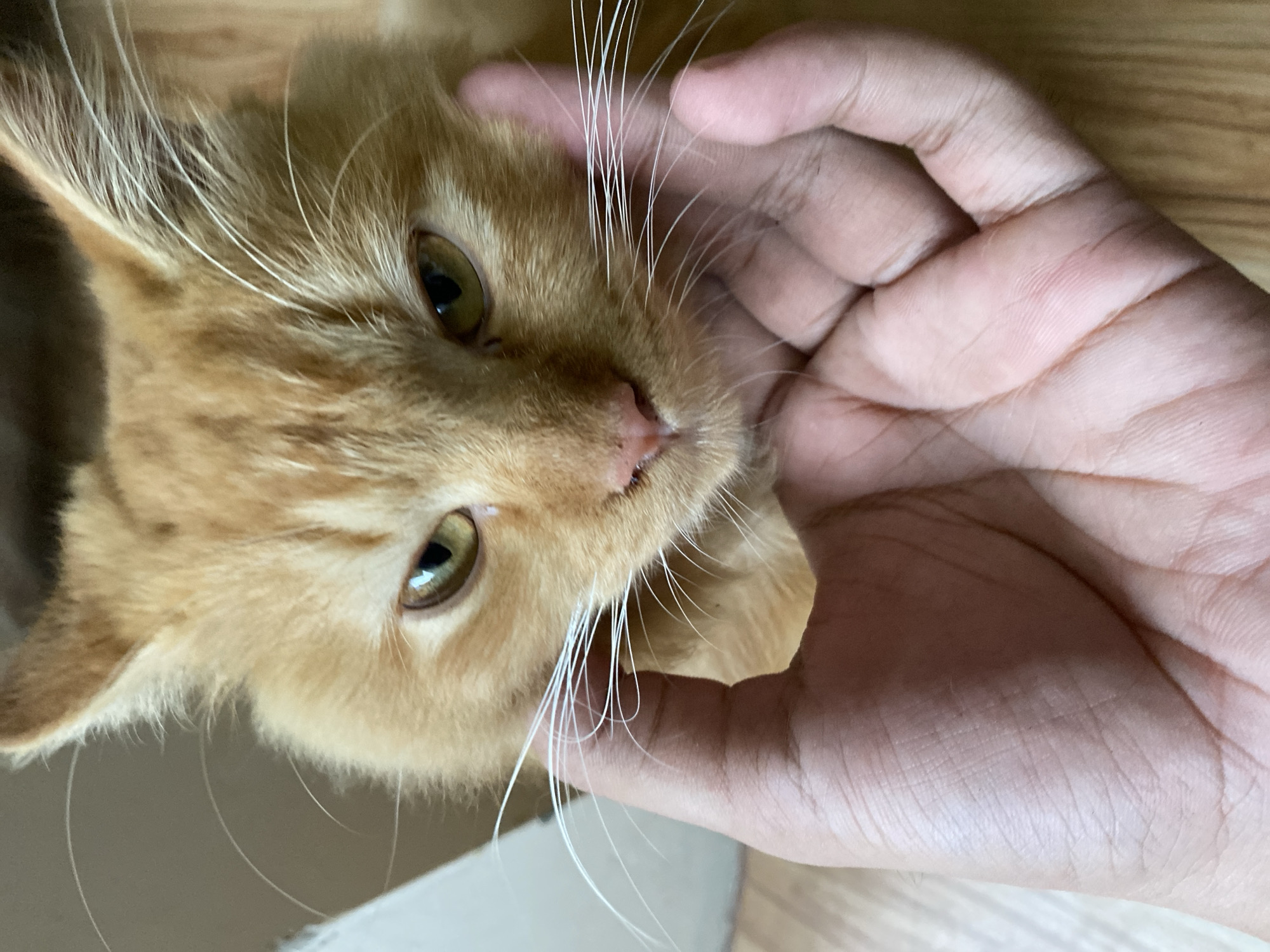 A close-up, eye-level shot focuses on the face of a ginger cat being petted by a human hand. The cat's fur is short to medium length and a warm orange color. Its eyes are a striking yellow-green, with a slight squint. Long, white whiskers fan out from its muzzle. The cat's pink nose is prominent. The human hand, with visible palm lines and fingernails, is gently stroking the cat's cheek and chin. The background consists of a wooden floor and a blurred white object, possibly furniture. The scene appears to be indoors, in a residential setting. The location is not discernible from the image, but the prompt specifies Depok, Indonesia.