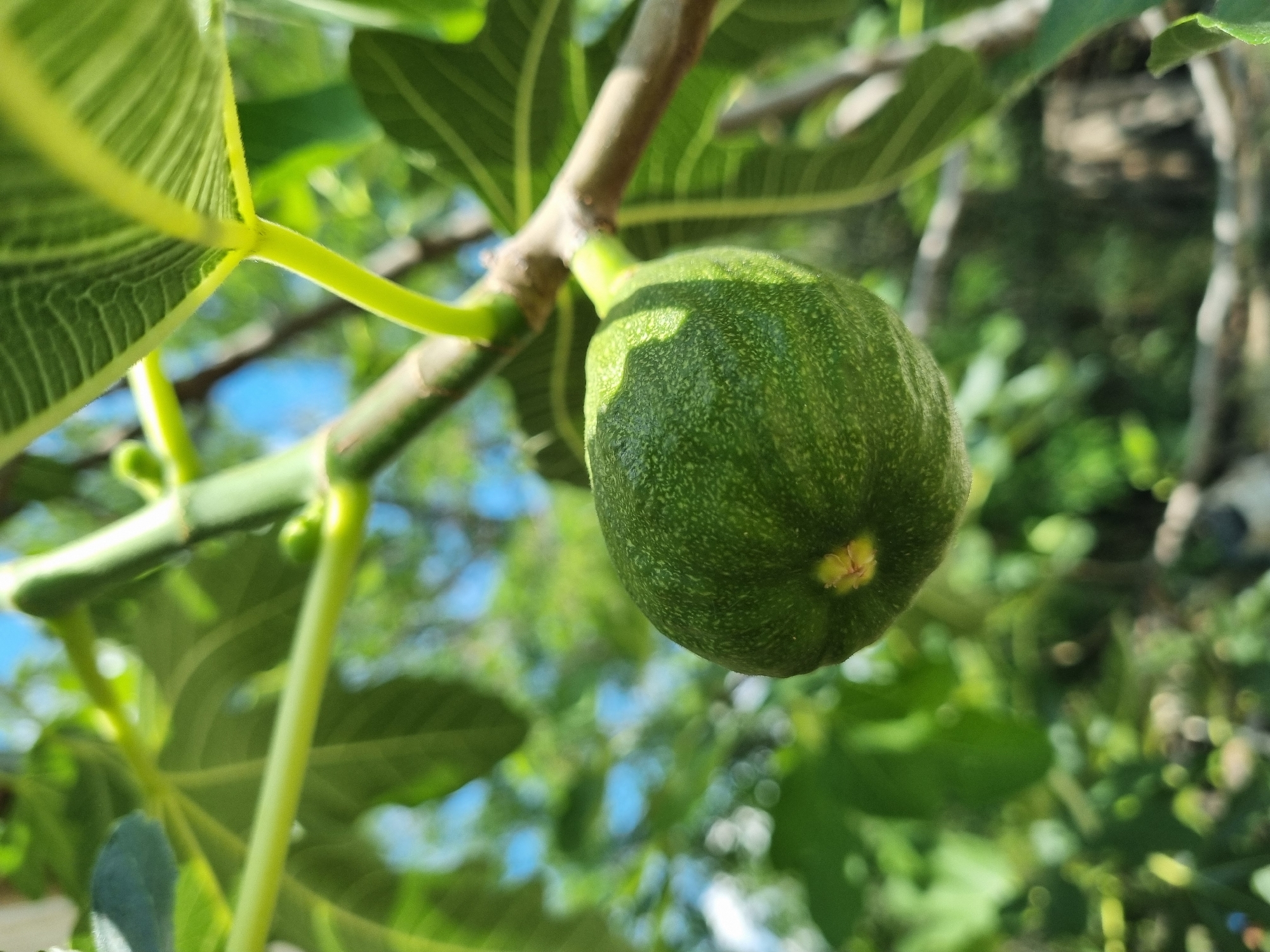 A close-up, low-angle shot focuses on a single, unripe green fig hanging from a branch of a fig tree. The fig has a textured, pebbled skin with a small, yellow stigma visible at its blossom end. Its surface is partially illuminated by sunlight, creating soft shadows. The fig is surrounded by the tree's large, lobed green leaves, with prominent veins visible on their undersides. The background is blurred, showing more foliage, branches, and patches of bright blue sky. The scene appears to be outdoors in a natural setting, likely in the village of Dabravka, Bulgaria, given the typical vegetation and climate of the region during the fig growing season. There are no people or animals present in the image.