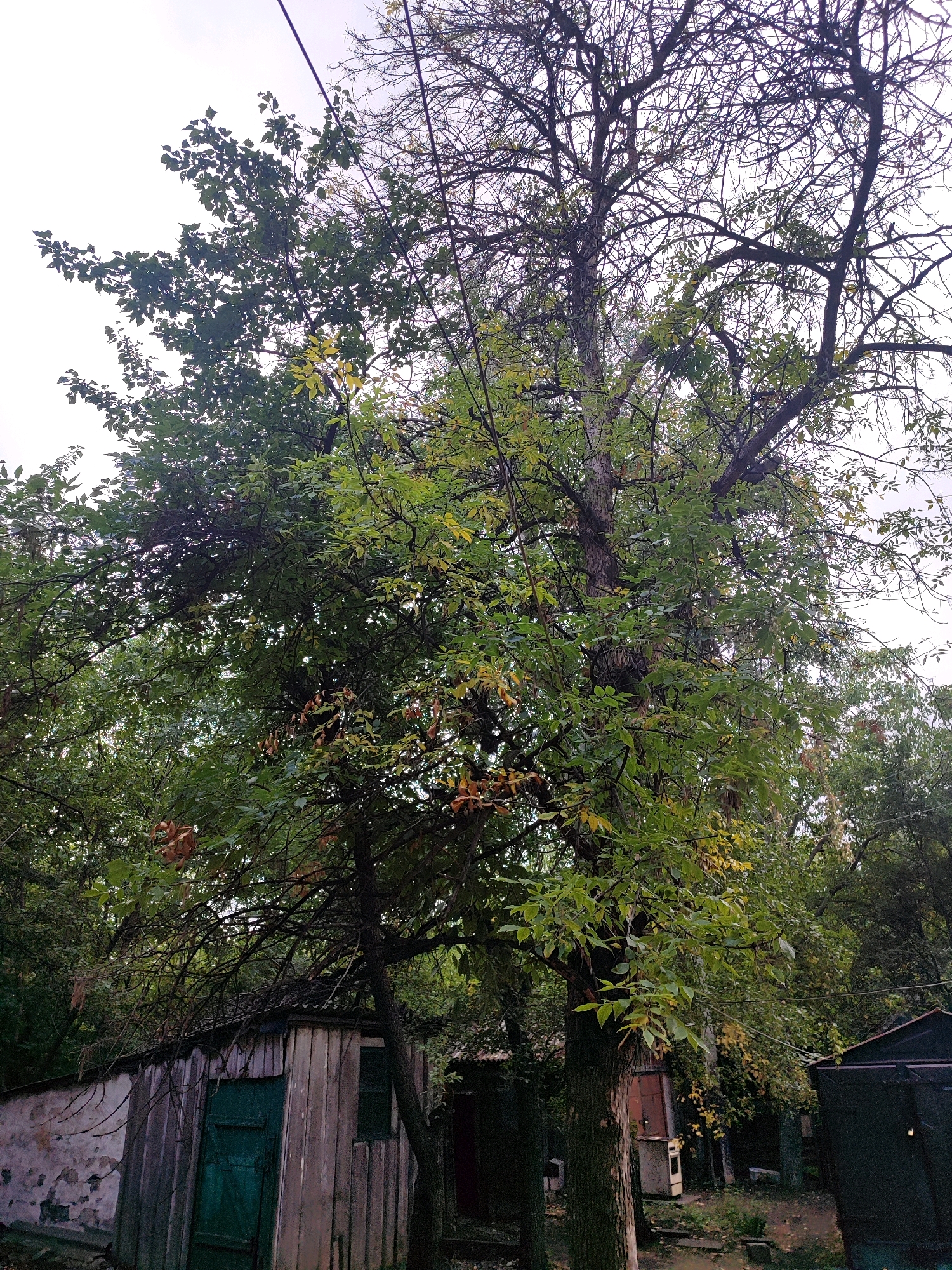 In the city of Unknown, Unknown, this outdoor scene features a large, mature tree with a thick trunk and extensive branches, some bare and others covered in green and yellowing leaves, suggesting the onset of autumn. The tree is positioned in front of a rustic, weathered wooden shed with a dark green door and a corrugated metal roof. Adjacent to the shed is a dilapidated whitewashed wall with peeling plaster. The environment appears somewhat overgrown, with dense foliage surrounding the structures and a sense of disuse or neglect. The sky is overcast, contributing to the muted lighting of the scene. There are no people visible in the image.