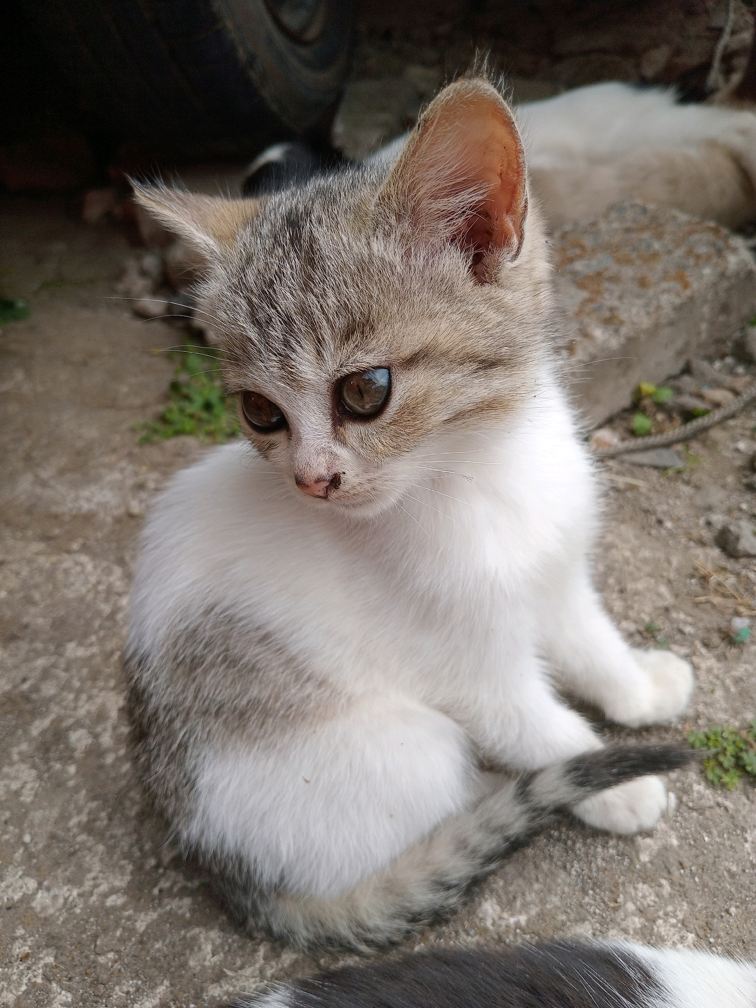 A grey and white tabby kitten sits on a concrete surface. The kitten has large, expressive brown eyes and is looking to its left. Its fur is white on its chest and belly, with grey tabby markings on its head, back, and tail. The kitten's tail is curled around its body. In the background, a blurry white cat is lying down, and a dark, indistinct object, possibly a tire, is visible. The environment appears to be outdoors, with some small green plants growing between the concrete slabs. This scene is located in Claket, Indonesia.