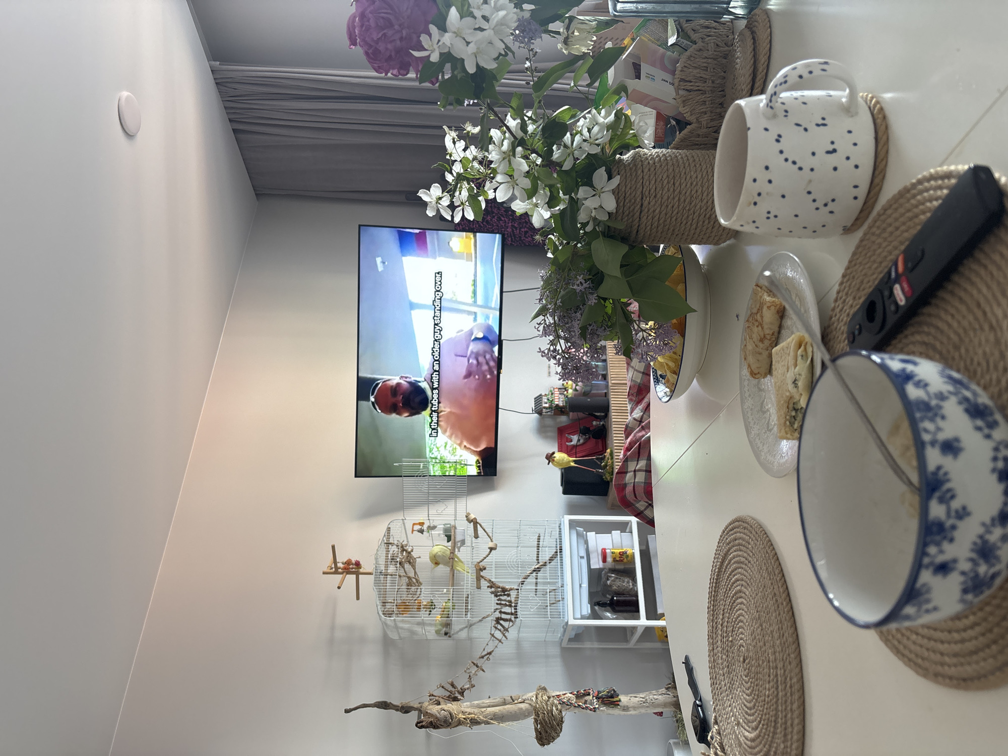 This detailed image depicts an indoor residential setting, likely a dining or living area, located in Krasnoyarsk, Russia. The scene is presented from a first-person perspective, looking across a table towards a wall-mounted television and a birdcage. In the immediate foreground, a white circular dining table is visible. On the table, from left to right, are two circular woven placemats. One placemat holds a blue and white patterned bowl containing spoon and remnants of food. Adjacent to it is a black remote control, likely for a television, featuring red (Netflix) and white (YouTube) buttons. On the right, a white ceramic mug with blue speckles rests on another woven placemat. A white plate with two golden-brown pastry-like items, possibly blini or crepes with a filling, is positioned behind the bowl and remote. Further to the right, a vase wrapped in twine holds a bouquet of white flowering branches and purple lilacs. Another vase, partially visible on the far right, contains a large purple flower (possibly a peony) and several white flowers. A white bowl filled with light-colored snacks or chips is also present on the table. The midground features a wall-mounted flat-screen television displaying a male individual with a beard and sunglasses, shirtless. English subtitles at the bottom of the screen read, "in their tubes with an older guy standing over." To the immediate left of the television, a large white wire birdcage, with its door open, houses at least two yellow birds, likely canaries or parakeets. The birdcage is elevated on a white shelving unit containing various items, including two dark glass bottles, a transparent bag of seeds, and a yellow container with a red lid. To the left of the birdcage, a tall, gnarled wooden branch or log serves as a decorative perch, featuring a small woven nest and colorful fabric strips. Below the television, a wooden credenza or sideboard is draped with a red and white plaid throw and decorated with a yellow bird figurine wearing a hat, a black cat figurine, and other small decorative objects. The background reveals plain white walls. On the right side, light grey curtains are partially drawn, indicating a window. A round, white flush-mounted light fixture is centered on the ceiling. In the upper left portion of the image, a faint diagonal line, possibly a ceiling joist or a wall junction, traverses the ceiling and upper wall. Various product packages on the