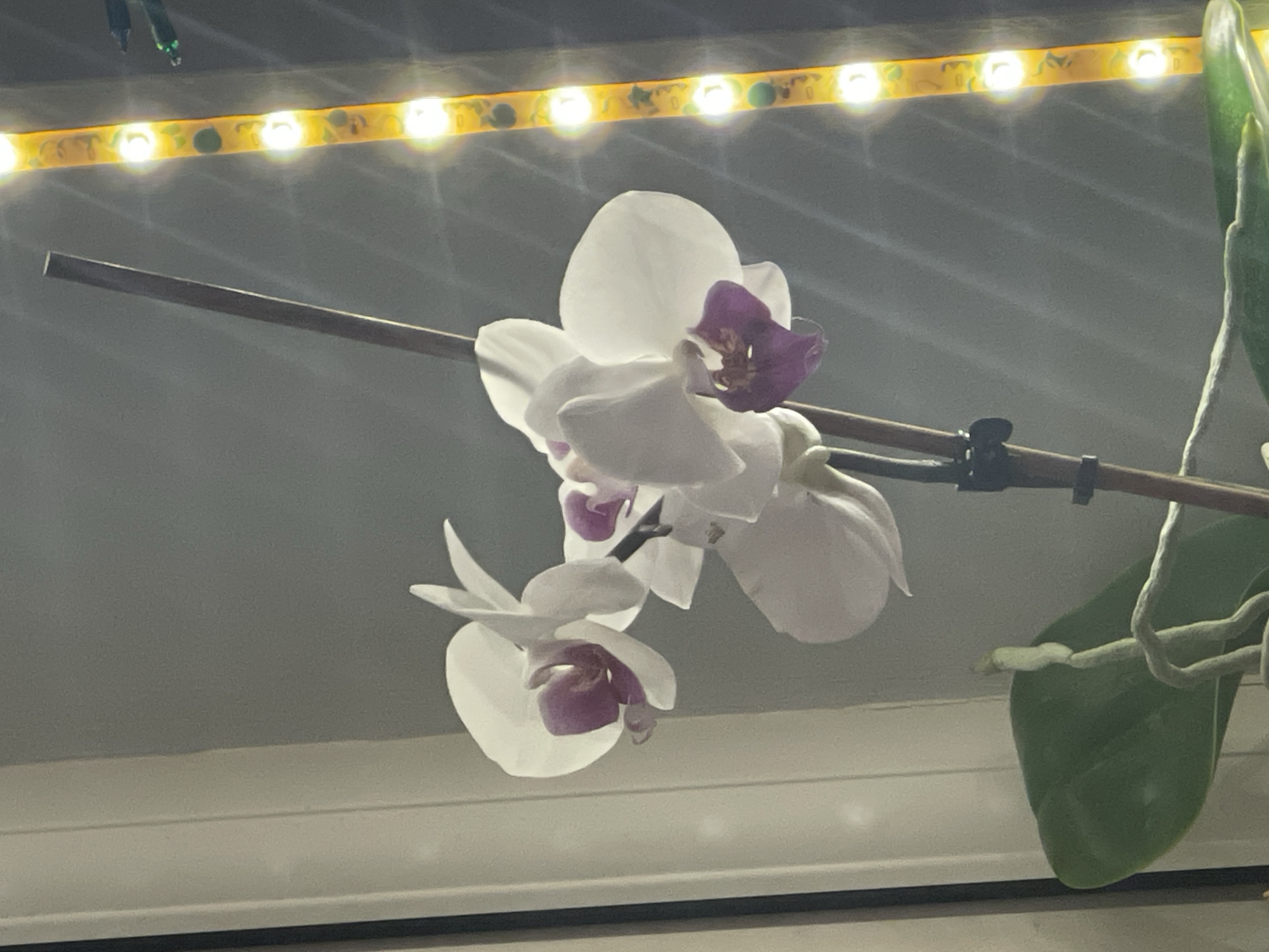The image depicts a Phalaenopsis orchid with white petals and purple centers, in an indoor setting. The orchid is supported by a brown stake secured with a black clip. Green leaves are visible to the right of the flowers. A strip of LED lights is positioned above the orchid, illuminating the scene. The background consists of a grey surface, likely a wall. The location in the city of Maidstone, United Kingdom, is not evident from the image.