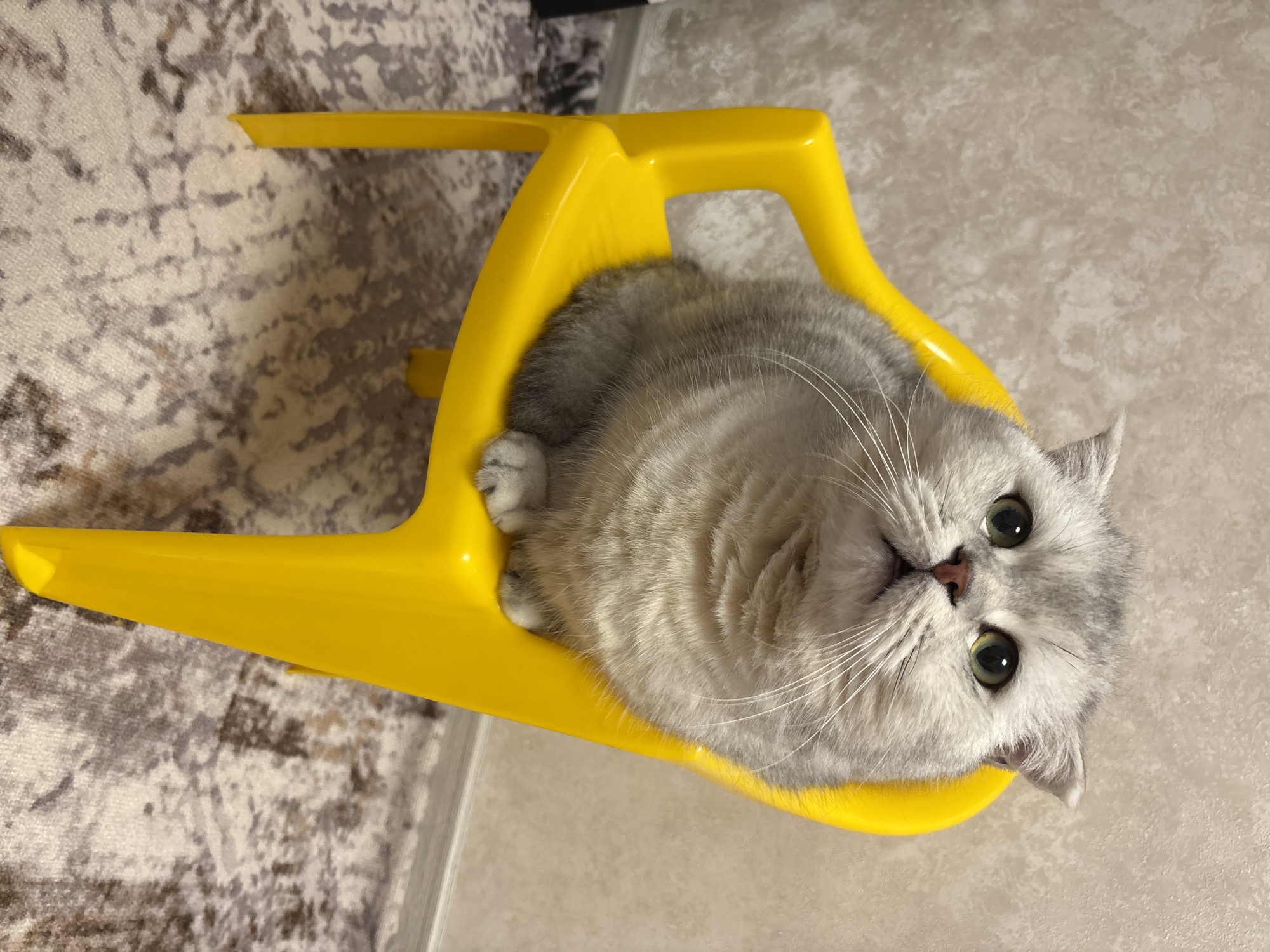 A fluffy British Shorthair cat with light grey fur and green eyes sits on a bright yellow plastic chair. The cat is positioned in the center of the frame, facing slightly upwards and to the right. Its paws are tucked neatly beneath its body. The background consists of a textured wall and a patterned carpet. The scene appears to be an indoor domestic setting, possibly in an apartment or house in Засечное, Russia, given the context. There are no people visible in the image, and the cat is the sole subject.