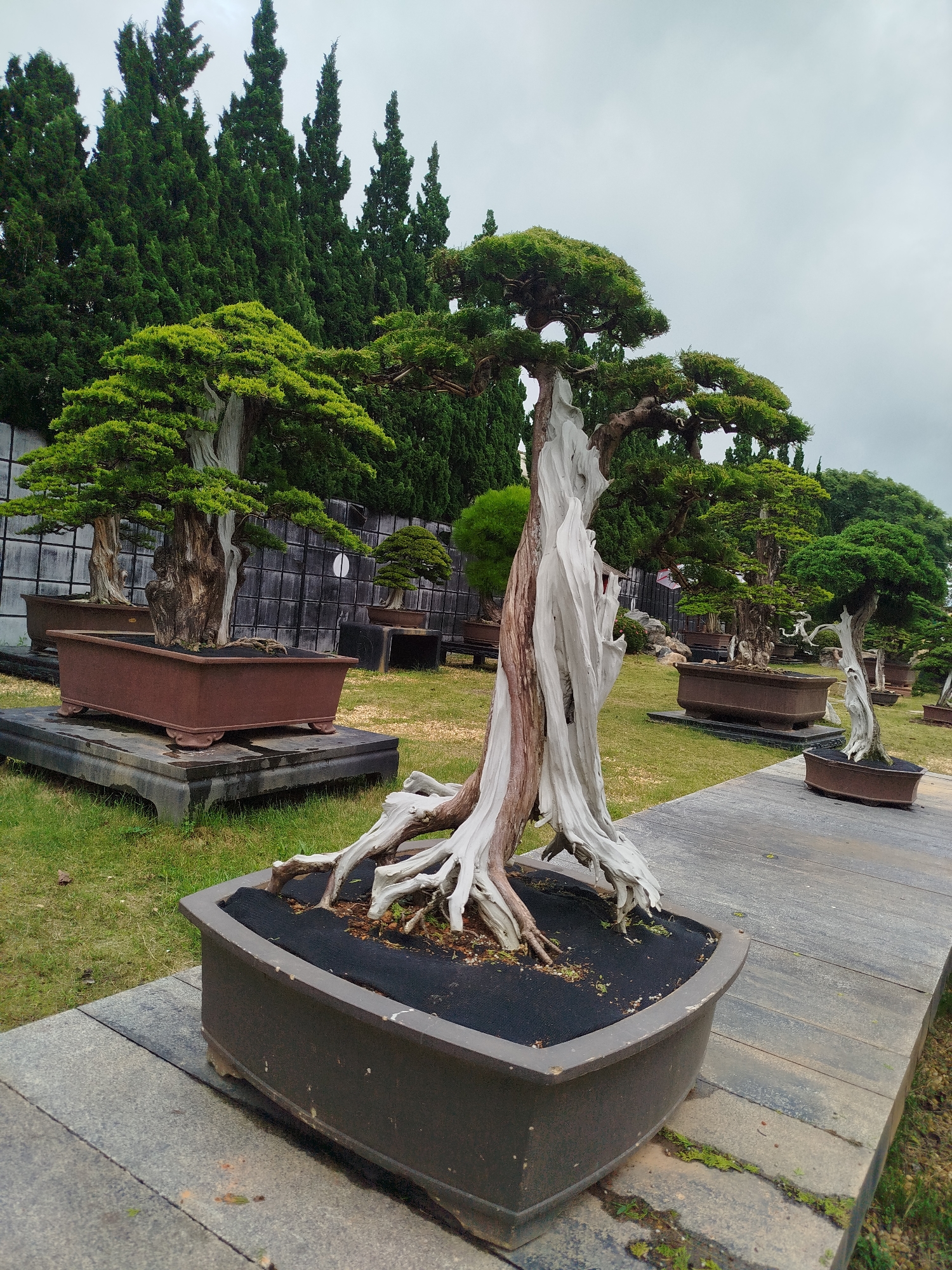 The image displays a collection of meticulously cultivated bonsai trees, showcasing their weathered trunks and vibrant green foliage. These miniature trees are housed in rustic brown planters, some elevated on dark, rectangular bases, all arranged on a manicured lawn. In the background, a dense wall of tall, evergreen trees creates a dramatic backdrop against a cloudy sky. The foreground features a pathway made of grey, segmented paving stones, leading the viewer's eye through the display. The overall scene suggests a well-maintained garden or botanical park, possibly within the city of Lâm Viên - Đà Lạt, Vietnam, known for its lush landscapes and horticultural attractions.