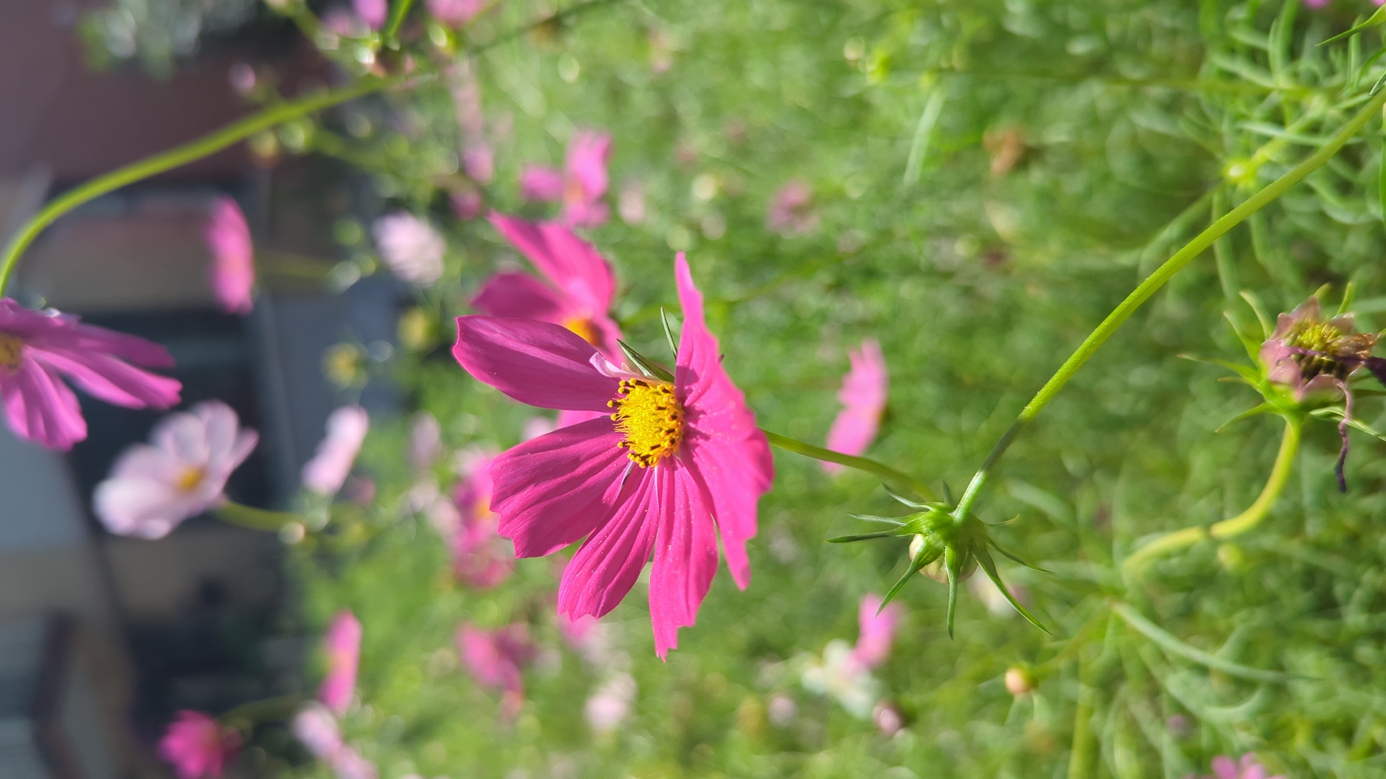A close-up, eye-level, vertical shot showcases a vibrant pink cosmos flower in full bloom, its delicate petals fanning outwards and a bright yellow center with visible stamens. The flower is positioned in the foreground, slightly off-center to the left, with a shallow depth of field that blurs the background. The background reveals a field of more cosmos flowers, some in pink and white hues, interspersed with green foliage and hints of what appears to be a building or fence in the distant background. The lighting suggests a sunny day, casting soft shadows and highlighting the textures of the petals and the surrounding greenery. There are no people or animals present in the image. The scene is outdoors, with the focus on the natural beauty of the flowers.