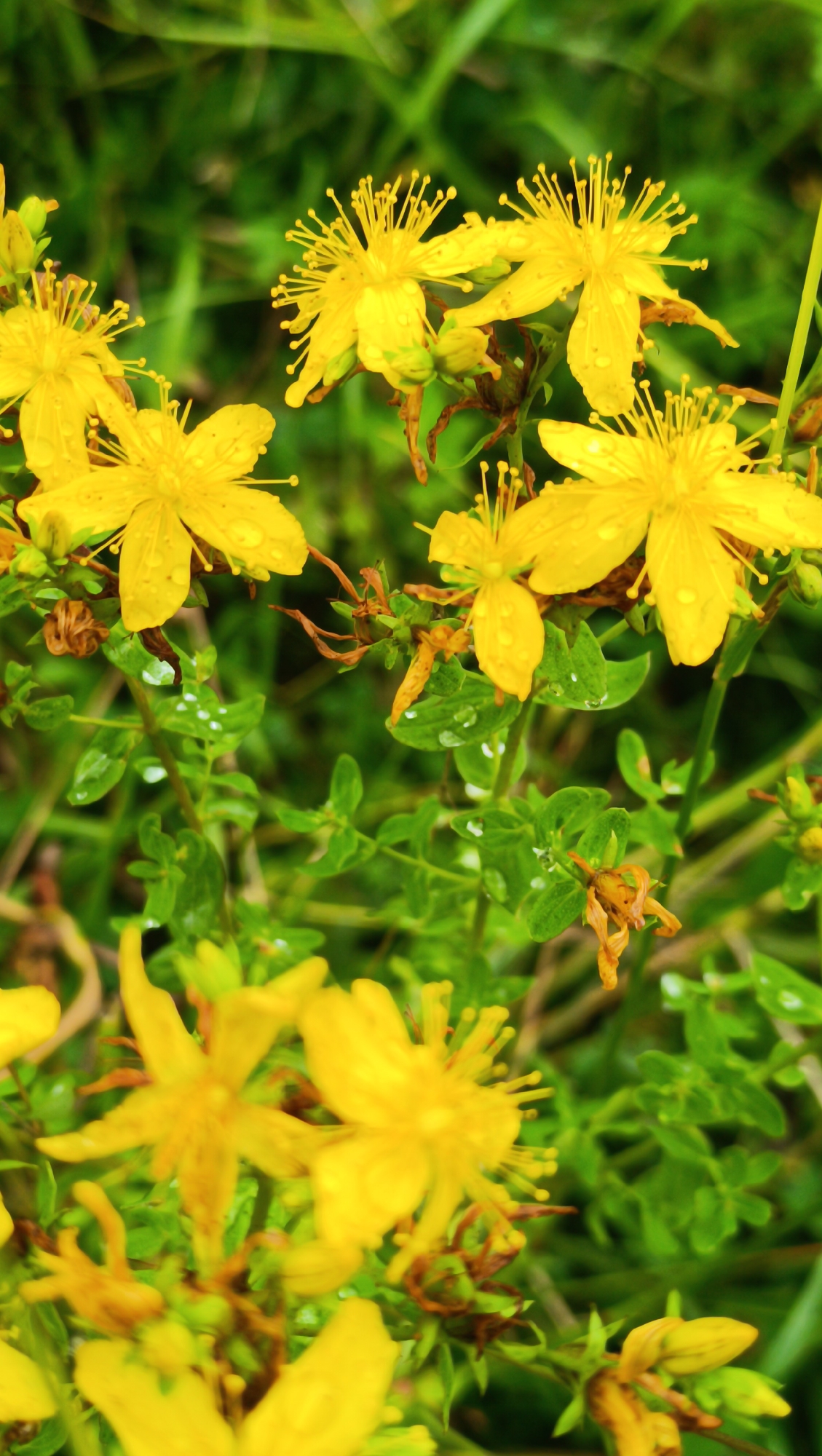 A close-up, vertical shot captures a cluster of small, vibrant yellow flowers, likely St. John's Wort, set against a blurred background of green foliage. The flowers have five petals and prominent, delicate stamens. Some of the petals are dotted with water droplets, suggesting recent rain. The surrounding leaves are green and small, with some brown, dried plant matter visible amongst the blooms. The overall impression is one of natural beauty, possibly in a rural or park setting. The image does not contain any people or specific urban features, so a precise location within Karsha, Russia, cannot be determined from the visual information alone.