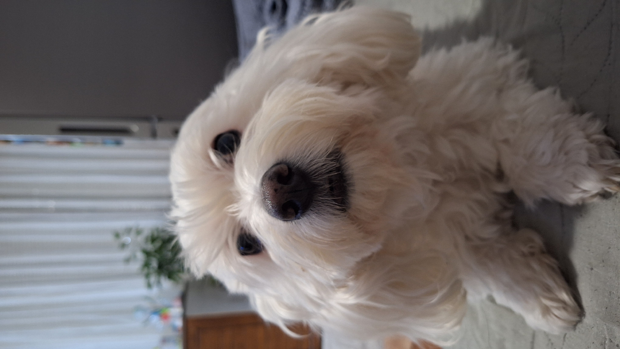 The image captures a close-up portrait of a white, fluffy dog, resembling a Maltese or similar small breed. The dog is lying down, with its head slightly tilted, and its dark, attentive eyes look directly at the viewer. Its prominent black nose and dense, well-groomed white fur are in sharp focus, while the background is softly blurred.
The dog appears to be resting indoors, on a light-colored surface that could be a bed or sofa. In the diffused background, hints of a room are visible, including what appears to be window blinds or curtains and a blurred green houseplant, suggesting the presence of natural light. The overall lighting indicates it is daytime.
The dog's expression conveys a sense of curiosity and calmness, as if it is relaxing and posing for the photograph. No specific activity beyond resting is depicted. There is no visible text within the image. The location context provided is Blagoevgrad, Bulgaria.