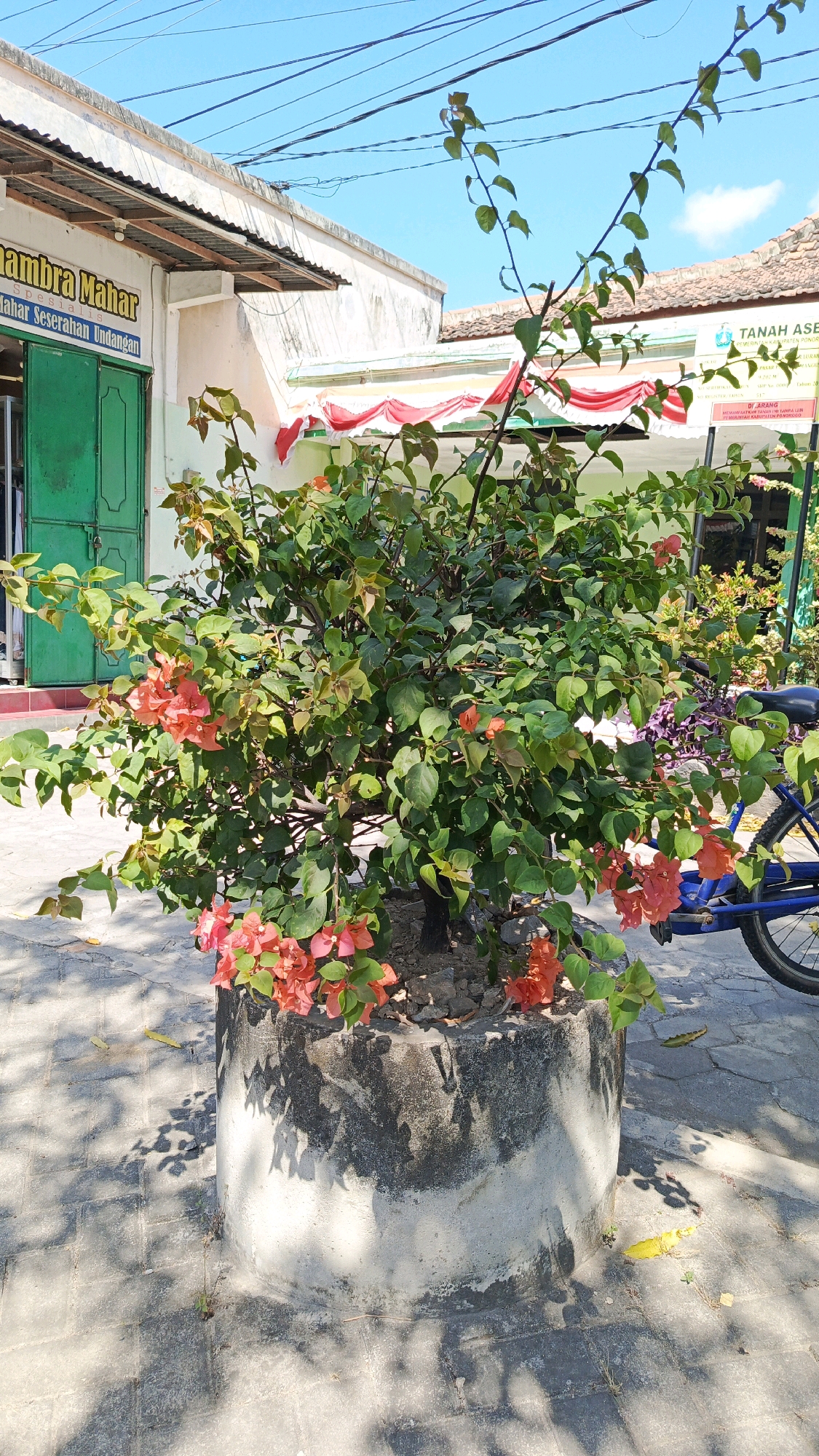 A bougainvillea plant with vibrant orange flowers is in full bloom, housed in a large concrete planter. The planter sits on a paved walkway, bathed in bright sunlight that casts dappled shadows. In the background, a building with a white facade and a green doorway is visible, along with signage indicating "Ambra Mahar Spesialis Mahar Sesehan Undangan". Further in the background, another building displays a "TANAH ASIS" sign. A blue bicycle with a black seat is parked to the right of the planter. The scene is set under a clear blue sky with visible power lines overhead.