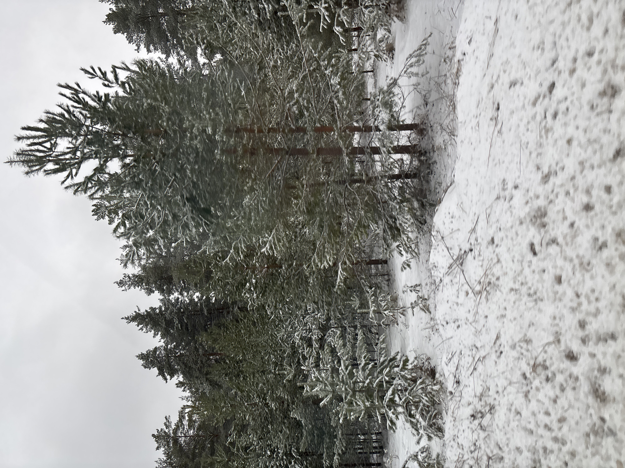 The image depicts a snow-covered forest near the city of Chaikovsky, Russia. The scene includes evergreen trees with branches coated in snow, and a snow-covered ground with a few visible twigs and debris. The sky is overcast, and there are no people visible in the image.