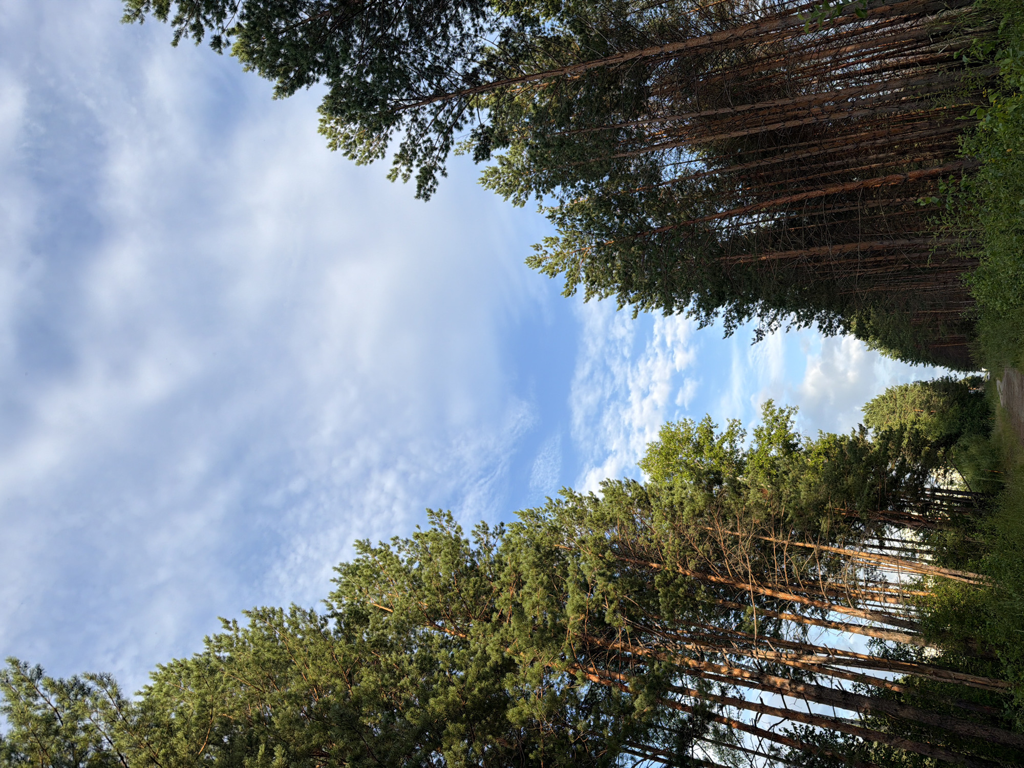 The image shows a dirt road lined with tall pine trees. The trees are densely packed on either side of the road, creating a tunnel-like effect. The road appears to be in a rural or forested area, and the sky is a clear blue with scattered white clouds. The sun is shining, casting shadows on the road and trees. The scene appears to be peaceful and natural. The location is identified as being in the city of Tsiolkovsky, Russia. There are no people or animals visible in the image.