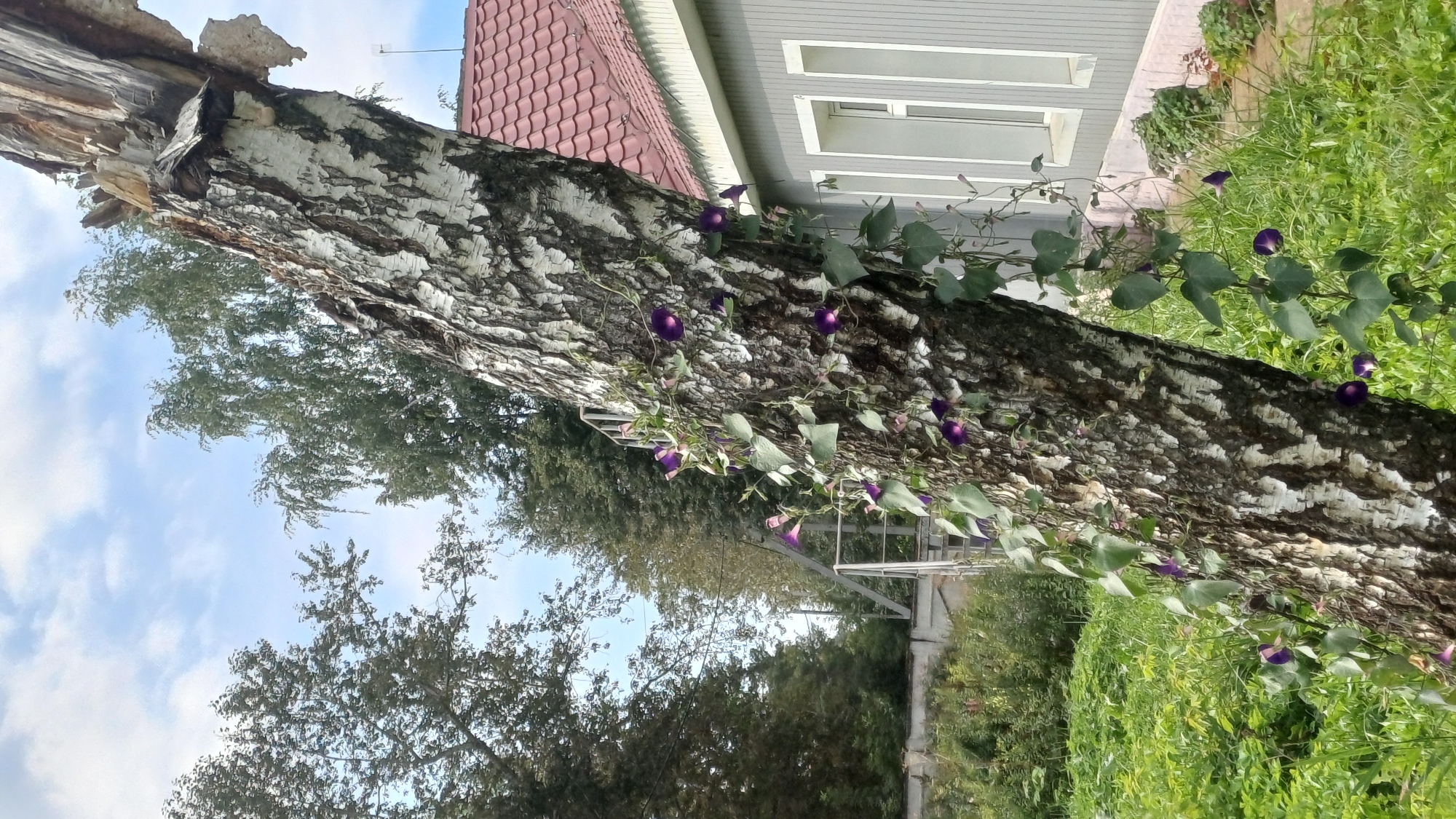 An angled, vertical, medium shot captures a partially dead birch tree leaning to the left, its bark peeling and rough, with purple morning glories climbing its trunk and extending onto the ground. The tree is in the foreground, dominating the left side of the frame. Behind the tree, to the right, is a light gray, single-story building with a red tiled roof. The building has several rectangular windows with white frames. In the background, green trees and a bright blue sky with scattered white clouds are visible. A metal staircase leads up to an unseen structure behind the birch tree. The ground is covered with lush green grass and other low-lying vegetation. The scene appears to be outdoors, likely in a residential or semi-rural area, possibly a garden or backyard. The time of day appears to be daytime, with ample natural light. There are no people or animals visible in the image. The image does not provide specific clues to pinpoint the exact location in Izhevsk, Russia, but it suggests an outdoor environment with a building and natural elements.