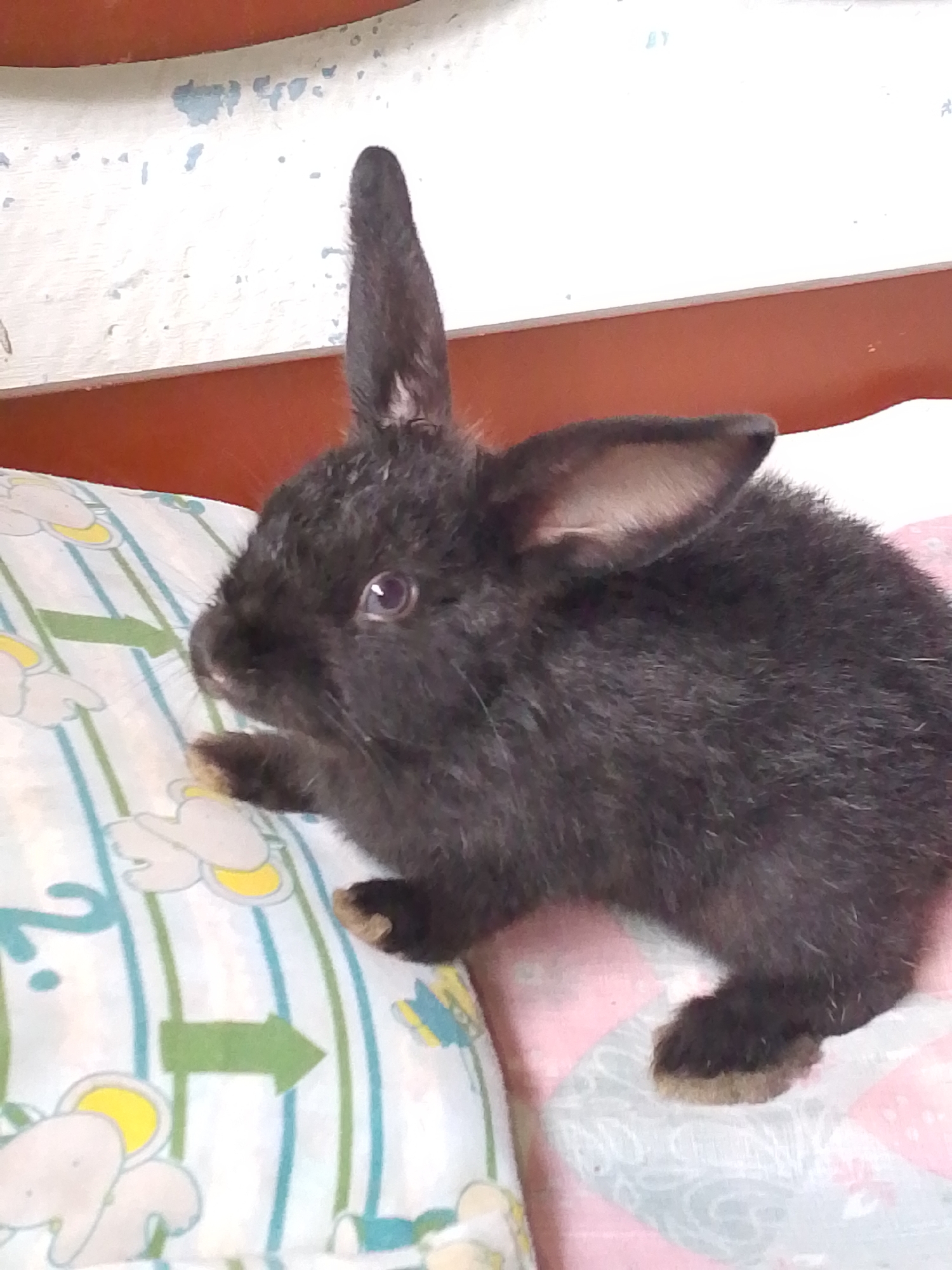 A black rabbit is sitting on a pillow. The pillow has a pattern of elephants and arrows. The background is blurry, but it appears to be a bed or couch. There is no indication of the location being Juan Griego, Venezuela.