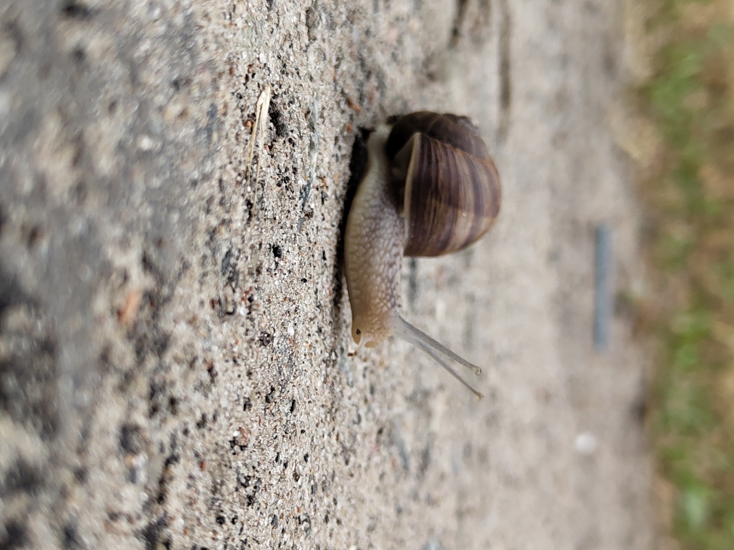 A snail is pictured on a rough, gray surface. The snail has a brown, spiraled shell and a light-colored body with two antennae extended forward. The background is blurred, showing green vegetation and a light gray object. The perspective is low and close to the ground.
