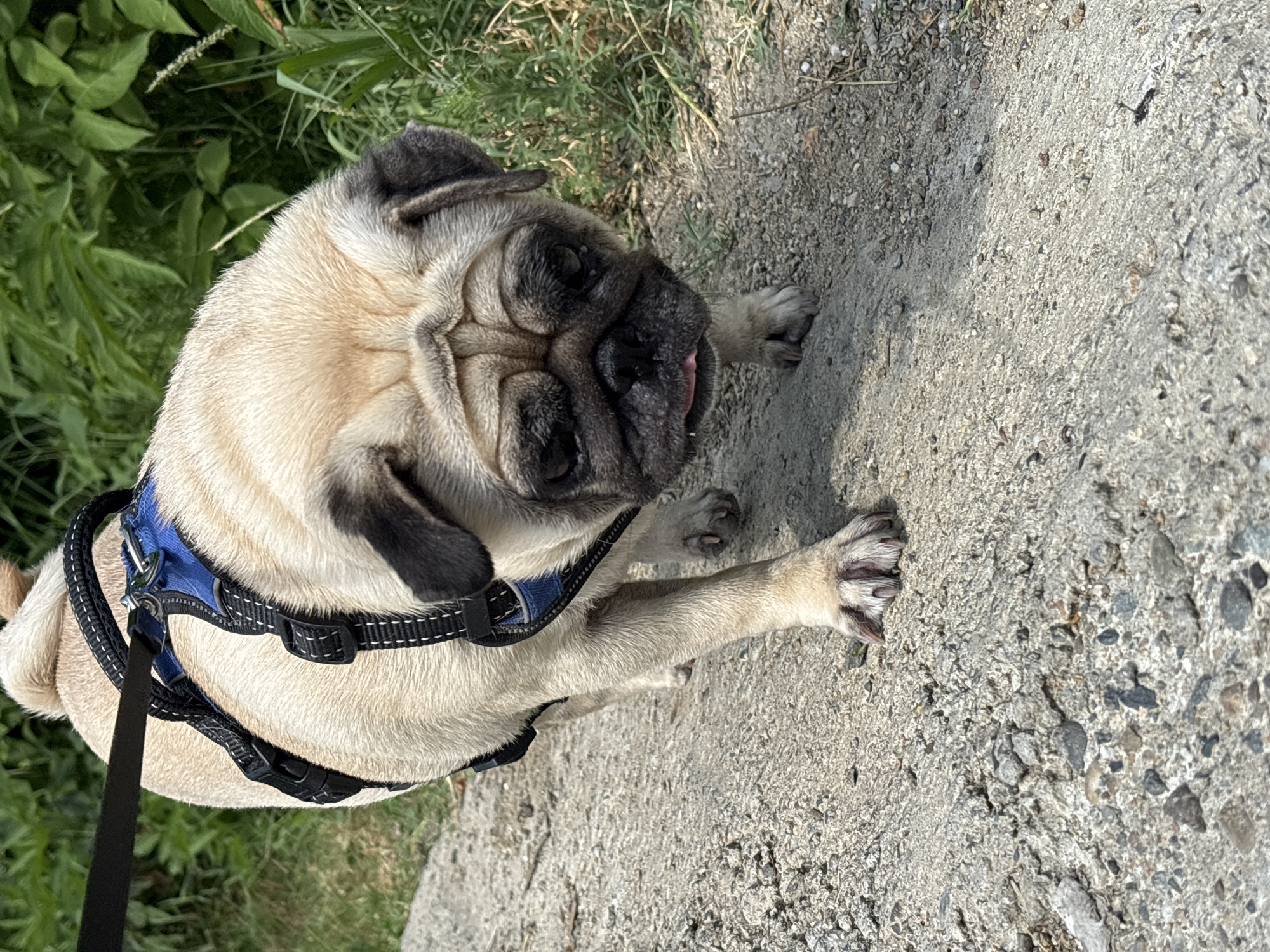 A pug with a blue and black harness is walking on a rocky path. Green foliage is visible in the background. The pug's tongue is slightly out. The ground is rough and textured with small stones and pebbles. The lighting suggests it is daytime. The scene is outdoors, likely in a park or on a trail. No specific location in Sochi, Russia can be determined from the image.