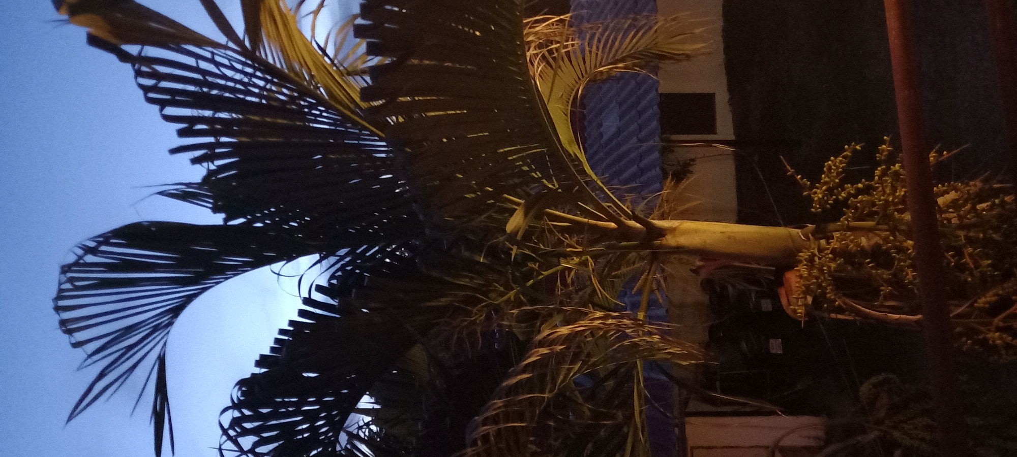 The photograph was taken outdoors at night, likely in Baan Chaloklum, Thailand, judging by the vegetation and the presence of an ambiguous building. It shows a palm tree with large, dark, feathery fronds reaching toward a partially visible blue sky. The trunk of the palm is illuminated, and to the right, there are bunches of small, yellow-green fruit or flowers extending from the trunk. A reddish-brown vertical post is visible near the right edge of the frame. The environment appears to be urban, with a building or structure in the background, though details are obscured by darkness. There are no visible people or animals in the scene.